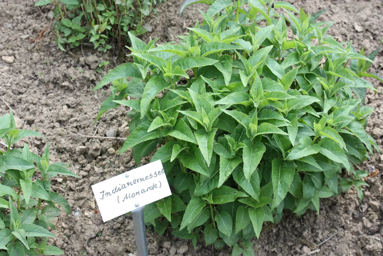 Bee Balm (Monarda Didyma) — herb / perennial for full or half