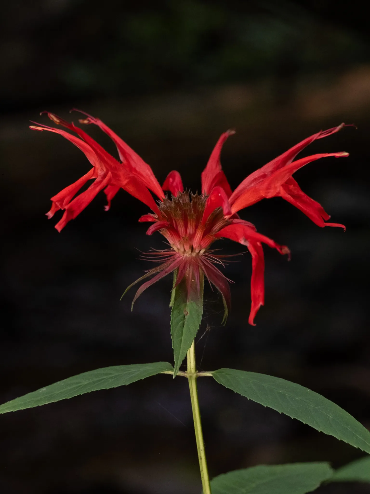 Bee Balm (Monarda Didyma) — thrives in full sun to partial shade and prefers moist; ideal for borders or wildflower gardens, it offers a pleasant, image 81