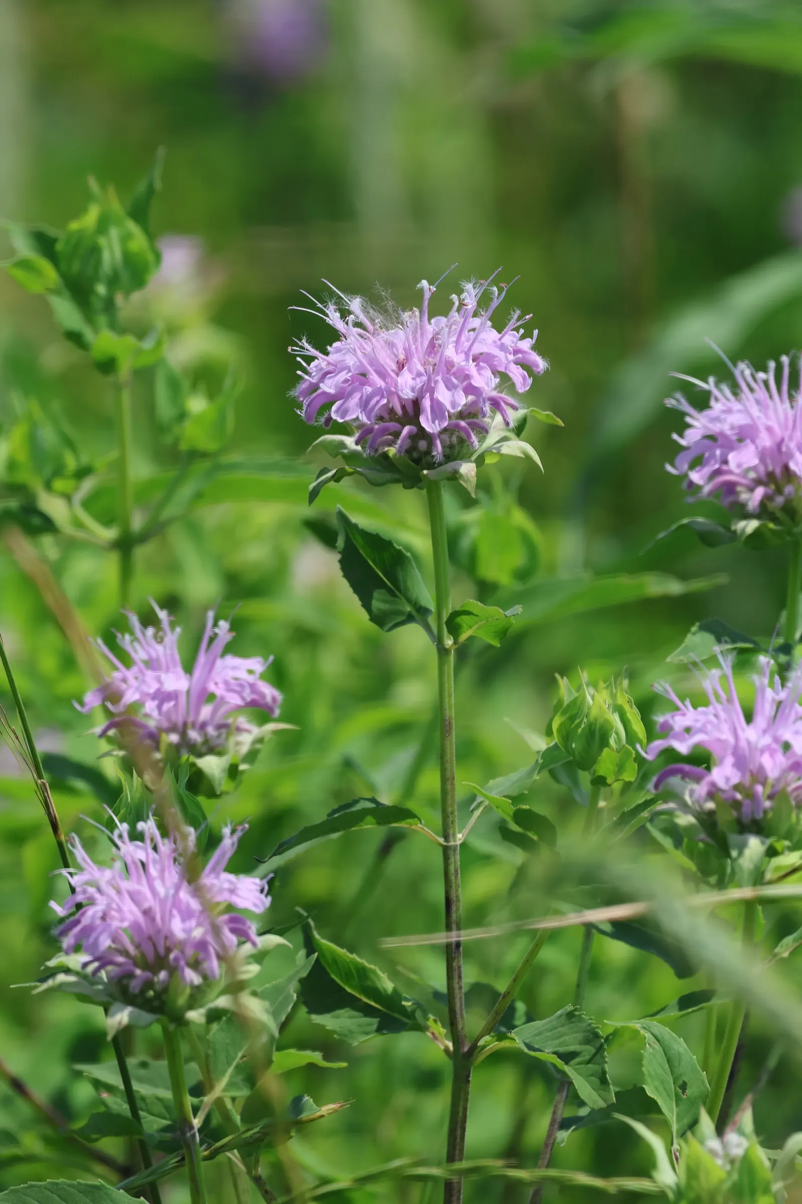 Bee Balm (Monarda Didyma) — but may require control in smaller garden designs; the plant's tendency to spread makes it a great option for filling, image 77