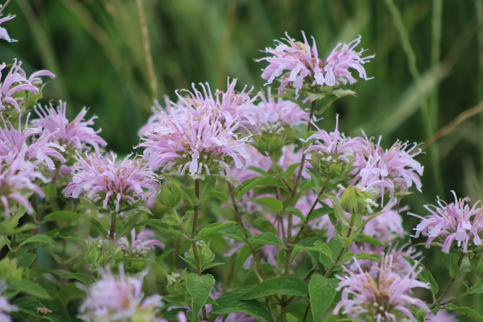 Bee Balm (Monarda Didyma) — a common issue with this species.<br><br>Notably; is a perennial that boasts a vibrant display and is a favorite for pollinators