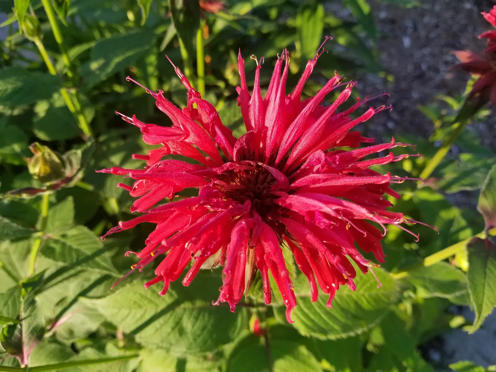Bee Balm (Monarda Didyma) — Plant it in an area that receives full sun to partial shade with well-drained soil; thrives in full sun to partial, image 72