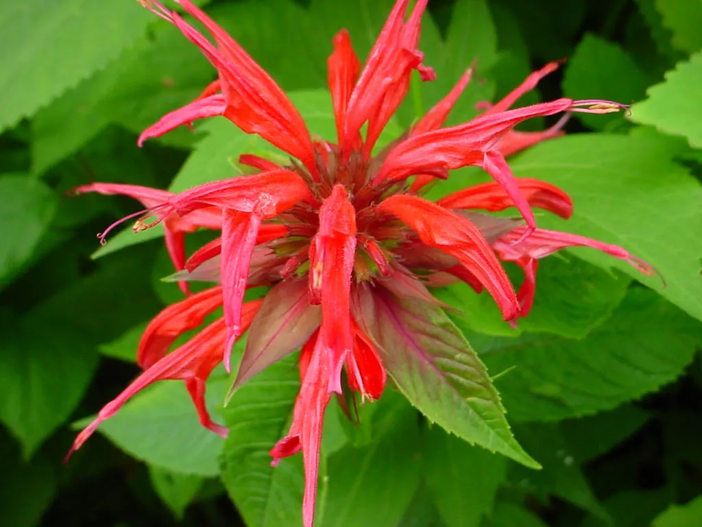 Bee Balm (Monarda Didyma) — red flowers in the garden; showcasing tubular red flowers that attract pollinators, image 58