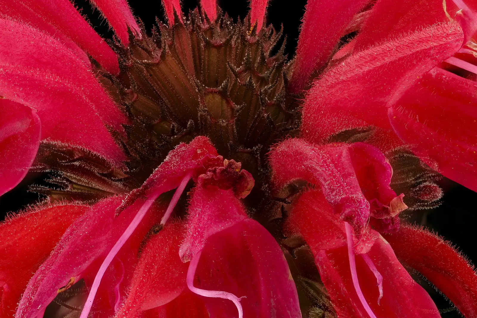 Bee Balm (Monarda Didyma) — scientifically named Monarda didyma; hardy in Zones 4-9, Bee Balm resists deer but may attract mildew if not properly, image 67