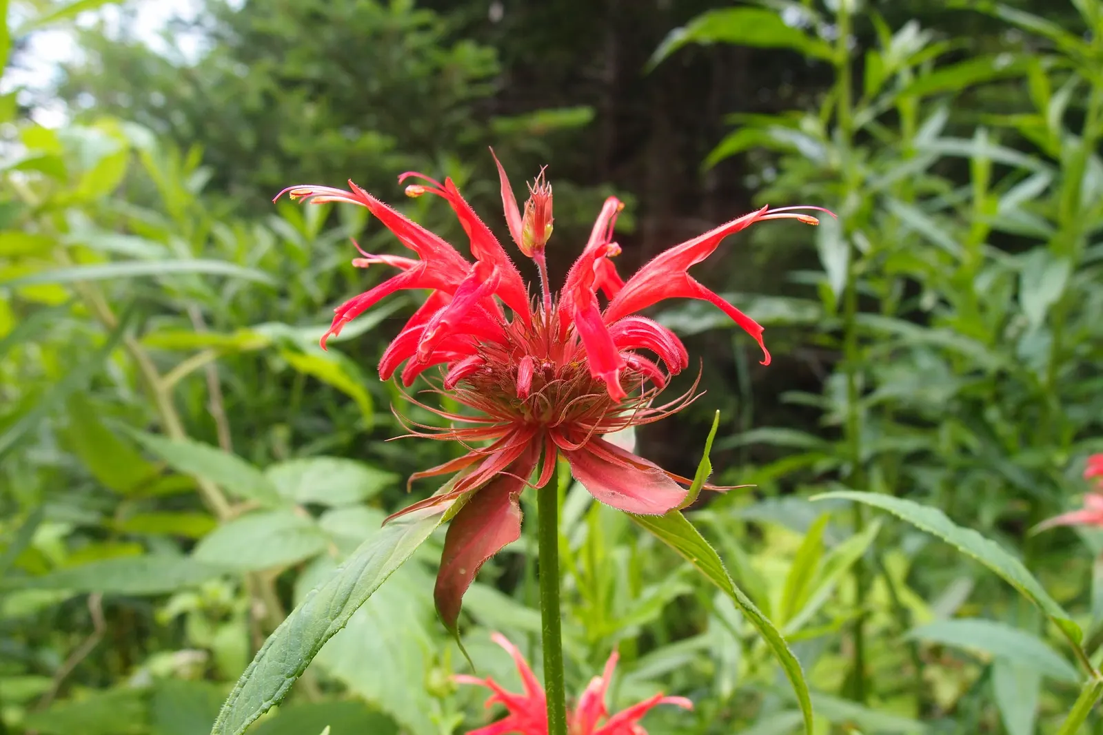 Bee Balm (Monarda Didyma) — a common issue with this species.<br><br>Notably; is a perennial that boasts a vibrant display and is a favorite for, image 53