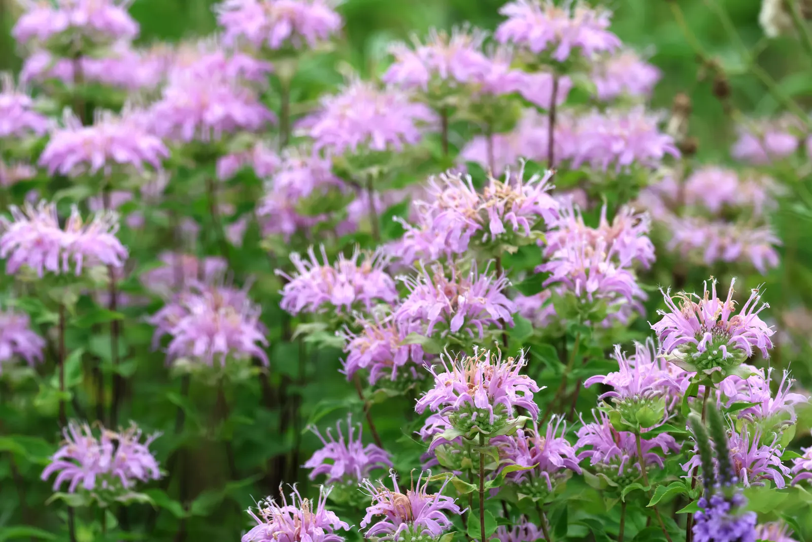 Bee Balm (Monarda Didyma) — scientifically named Monarda didyma