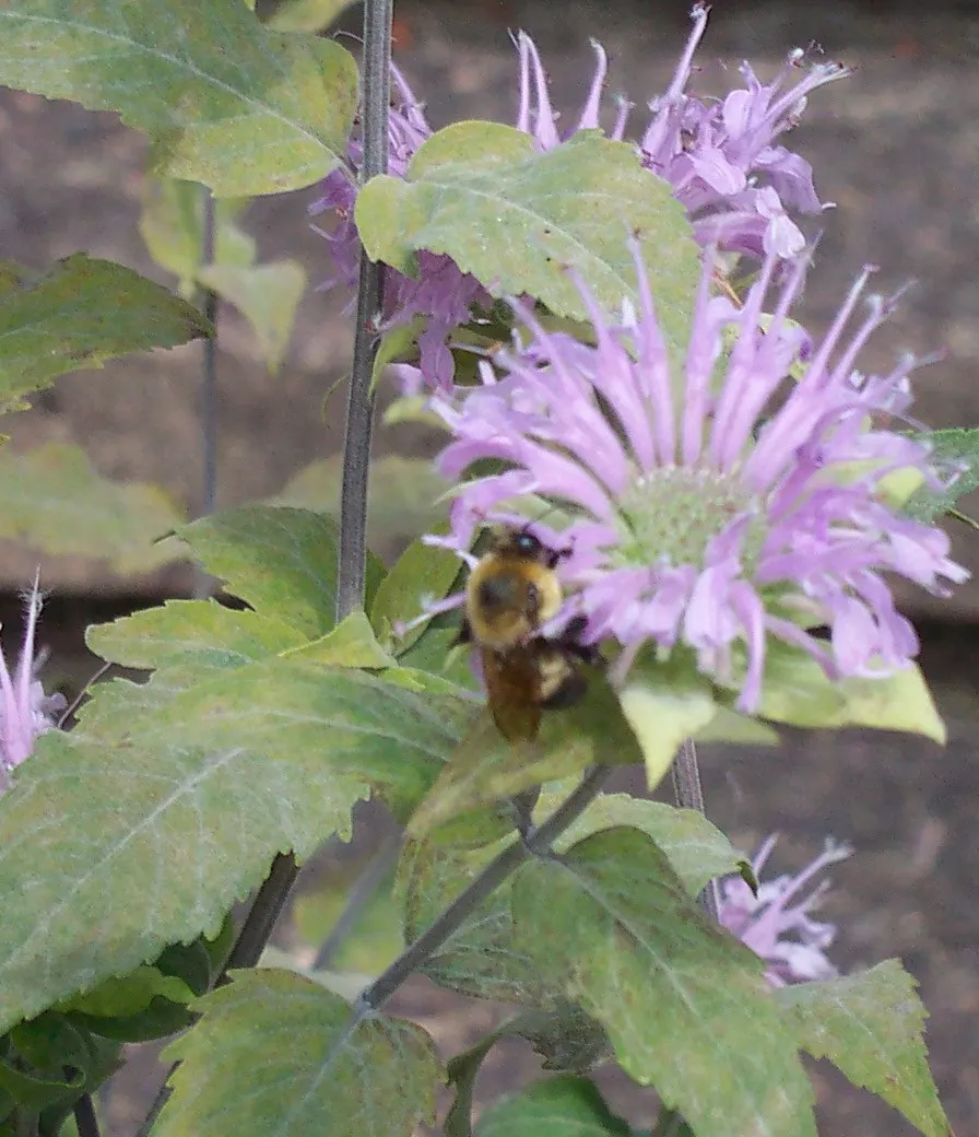 Bee Balm (Monarda Didyma) — the leaves of Bee Balm are fragrant when crushed and can be used to make herbal teas; adding functional value to its ornamental