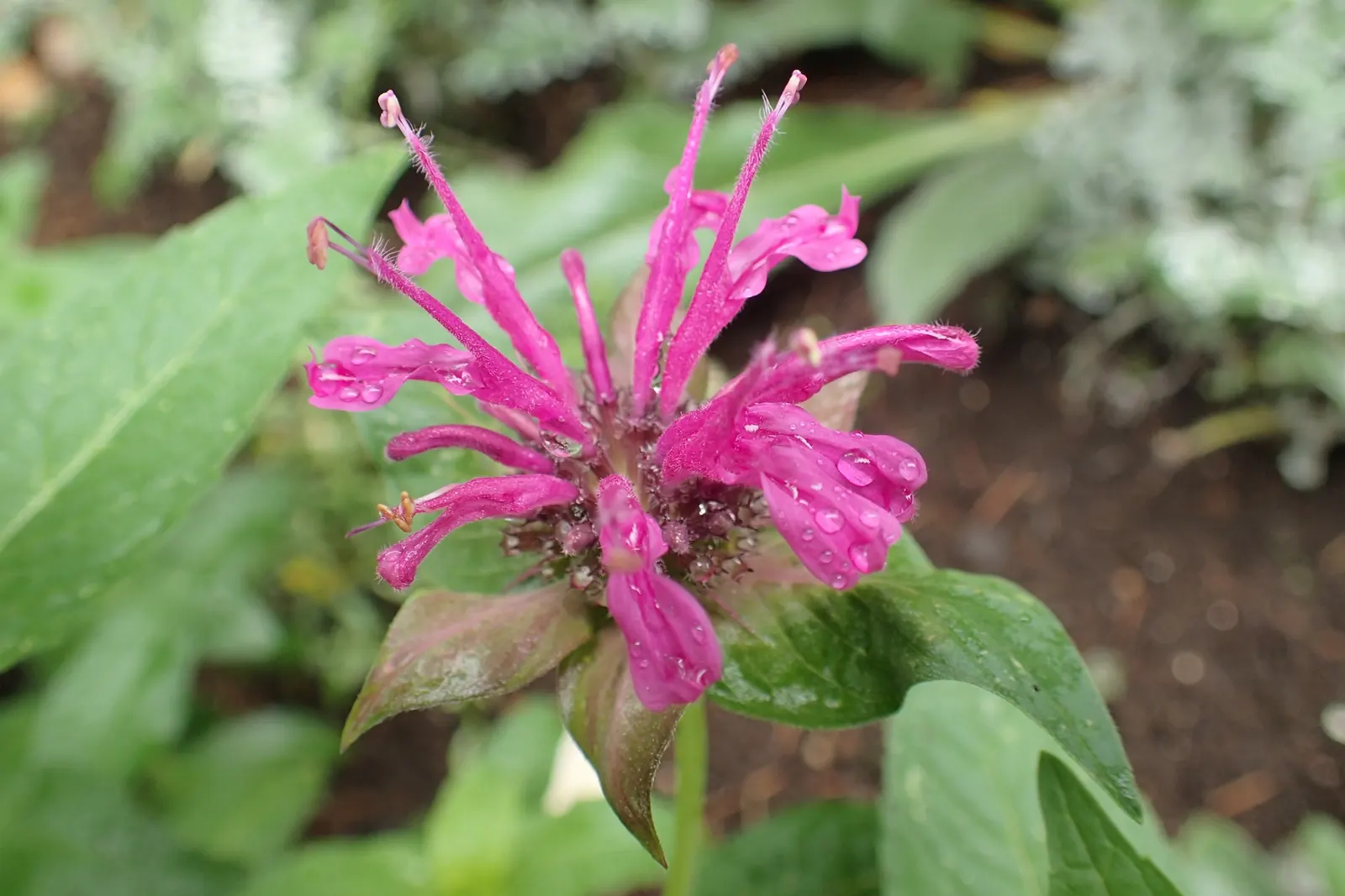 Bee Balm (Monarda Didyma) — Plant it in an area that receives full sun to partial shade with well-drained soil