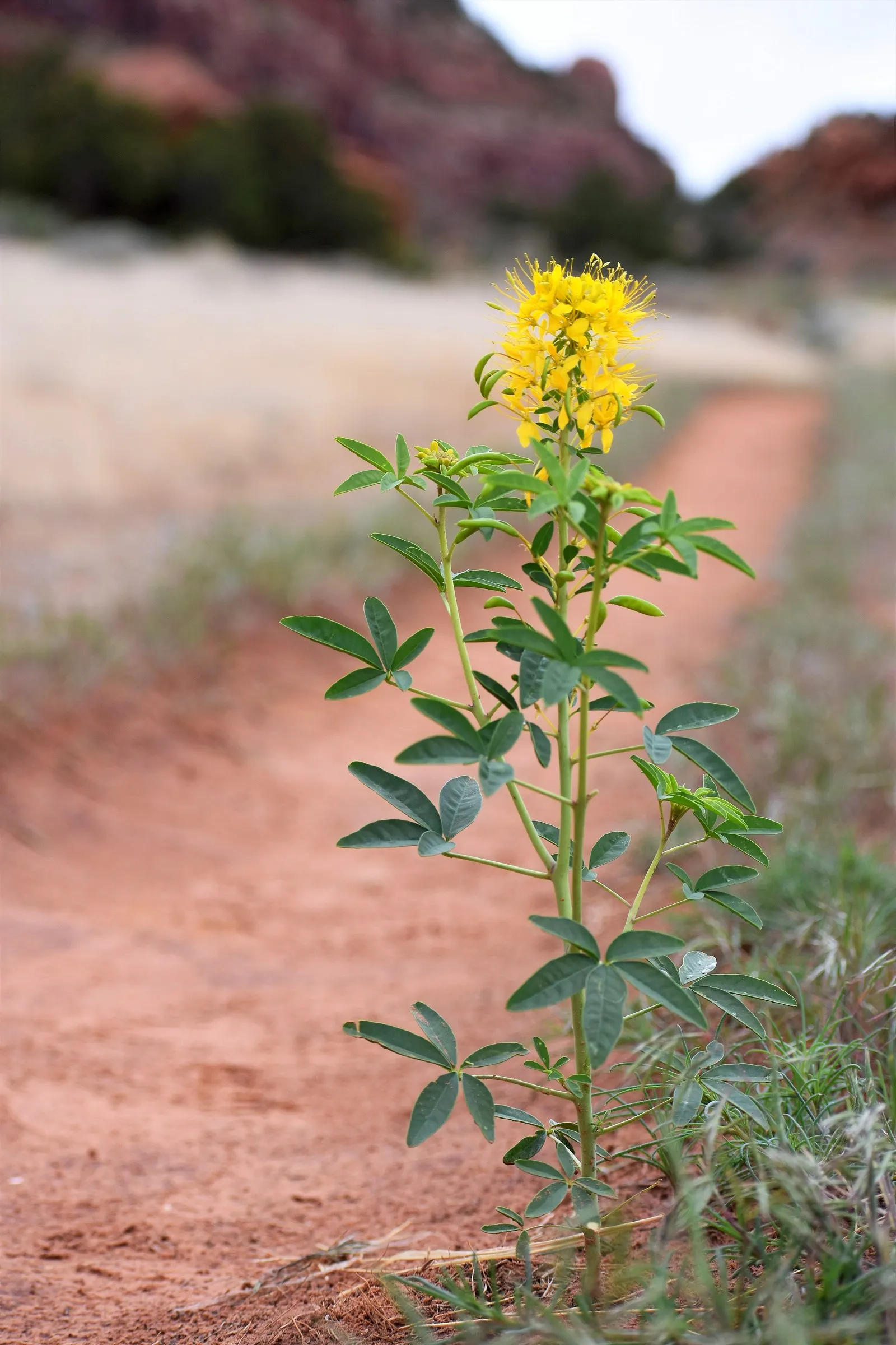 Bee Balm (Monarda Didyma) — the plant's tendency to spread makes it a great option for filling in spaces; depending on the cultivar, image 96
