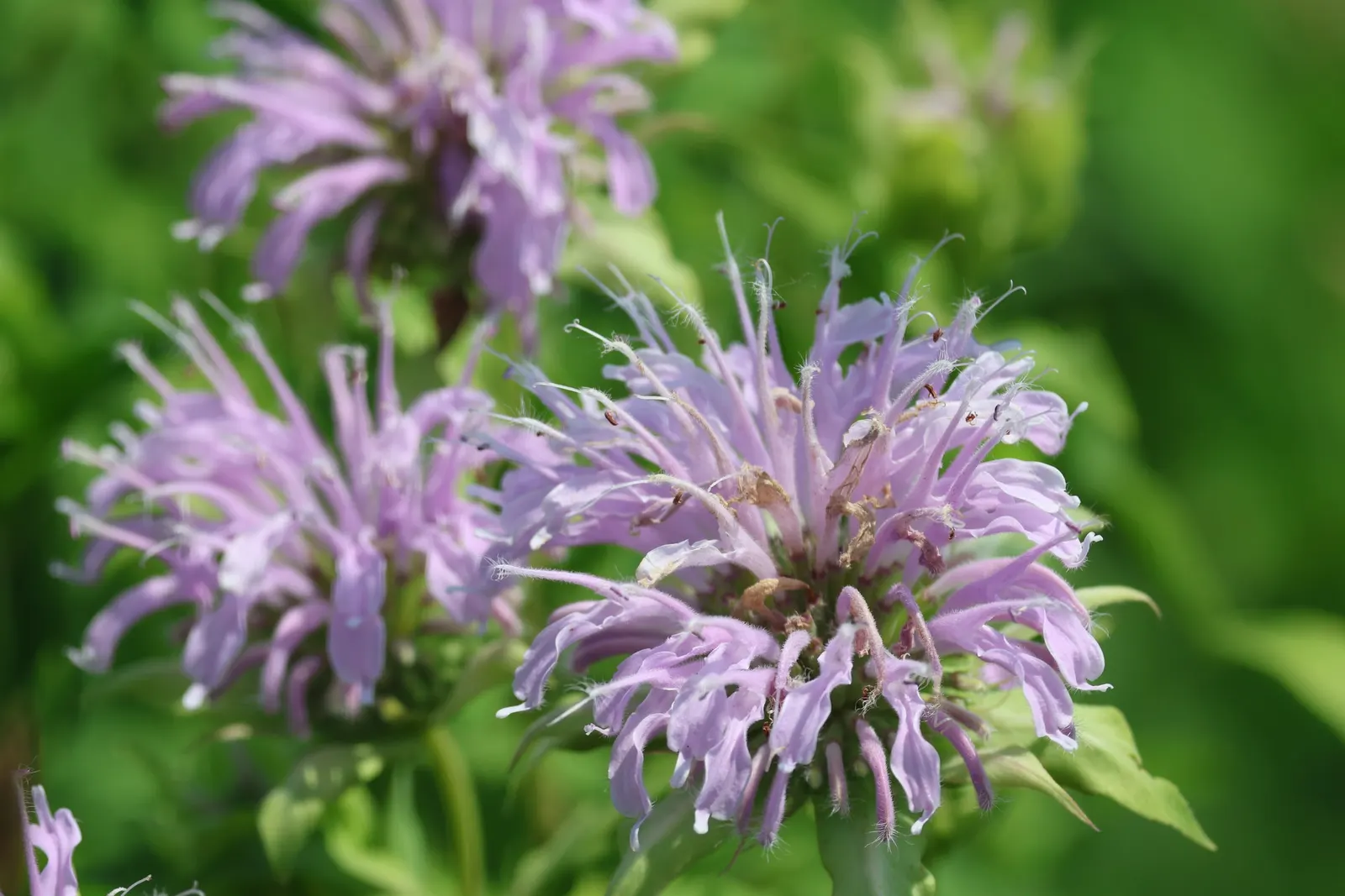 Bee Balm (Monarda Didyma) — the leaves of Bee Balm are fragrant when crushed and can be used to make herbal teas; adding functional value to its, image 94