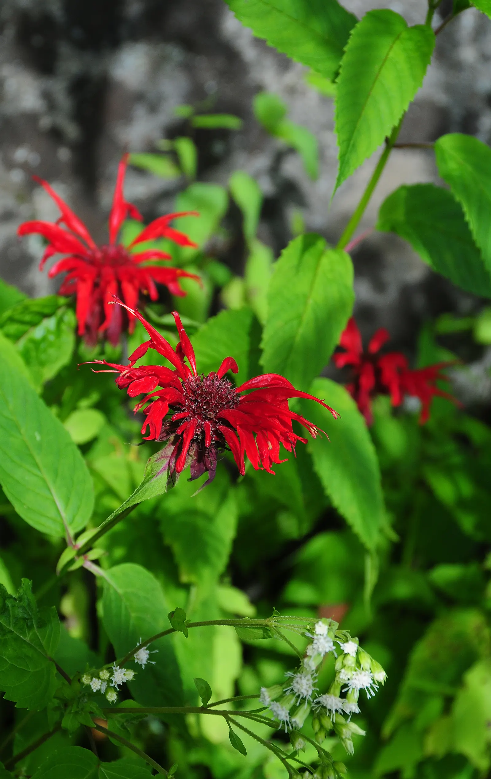 Bee Balm (Monarda Didyma) — Bee Balm makes an eye-catching addition to borders or as part of a naturalized meadow or cottage garden; the leaves of, image 91