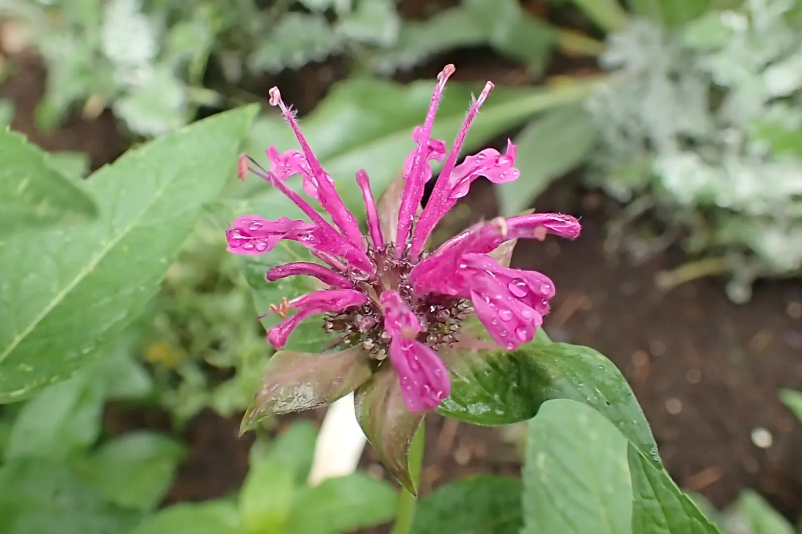 Bee Balm (Monarda Didyma) — red flowers in the garden; showcasing tubular red flowers that attract pollinators, image 98