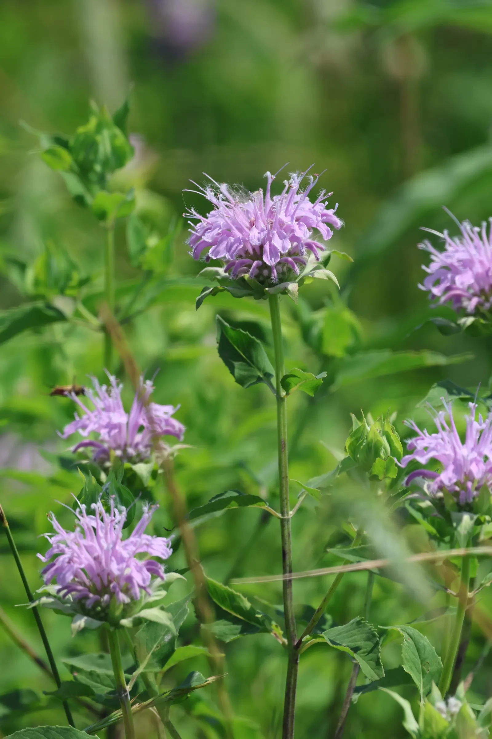 Bee Balm (Monarda Didyma) — Ideal for borders or wildflower gardens, it offers a pleasant fragrance and mid-summer blooms; regular deadheading, image 84