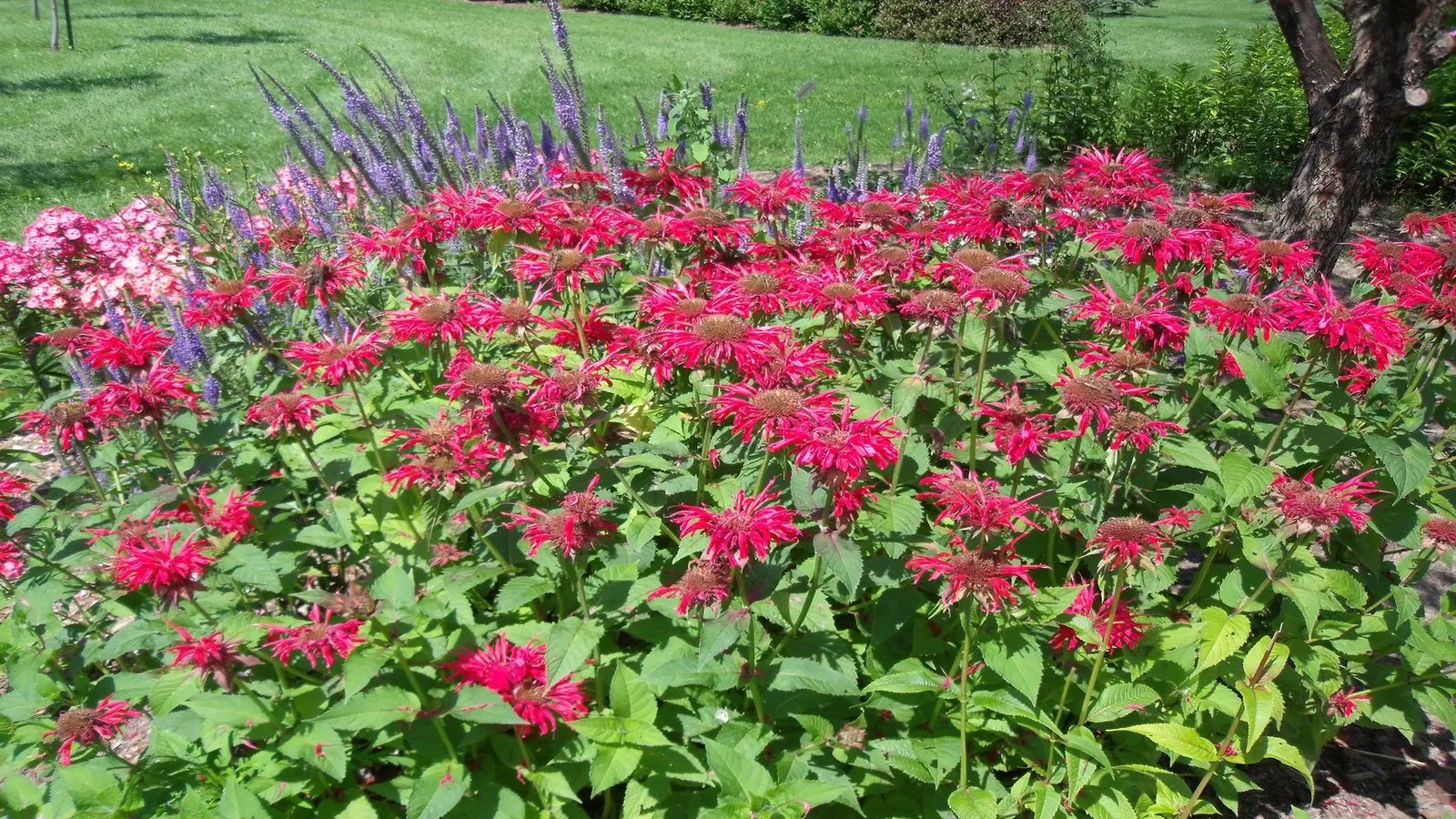 Bee Balm (Monarda Didyma) — depending on the cultivar; herb / perennial for full or half