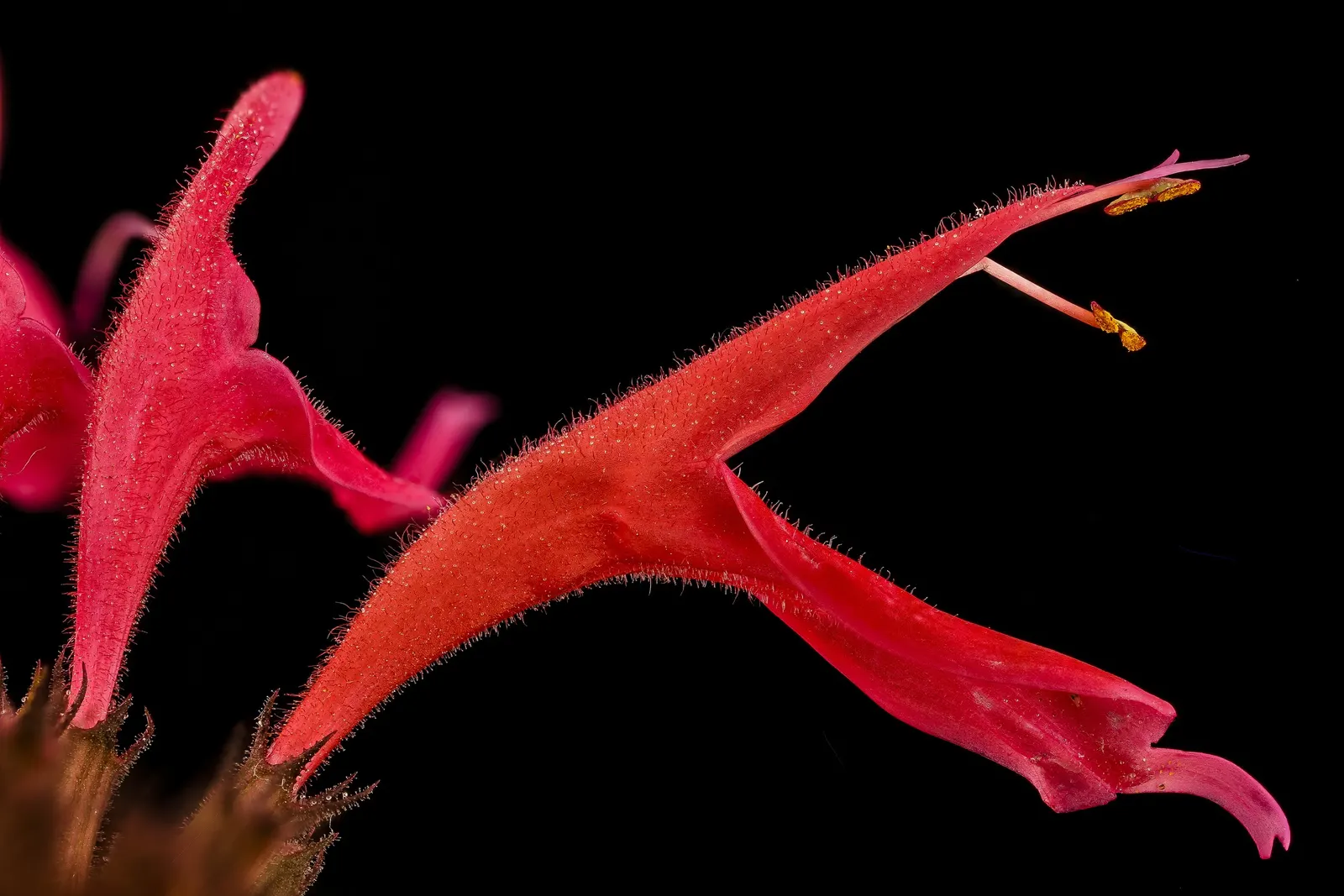 Bee Balm (Monarda Didyma) — showcasing tubular red flowers that attract pollinators; red flowers in the garden, image 63