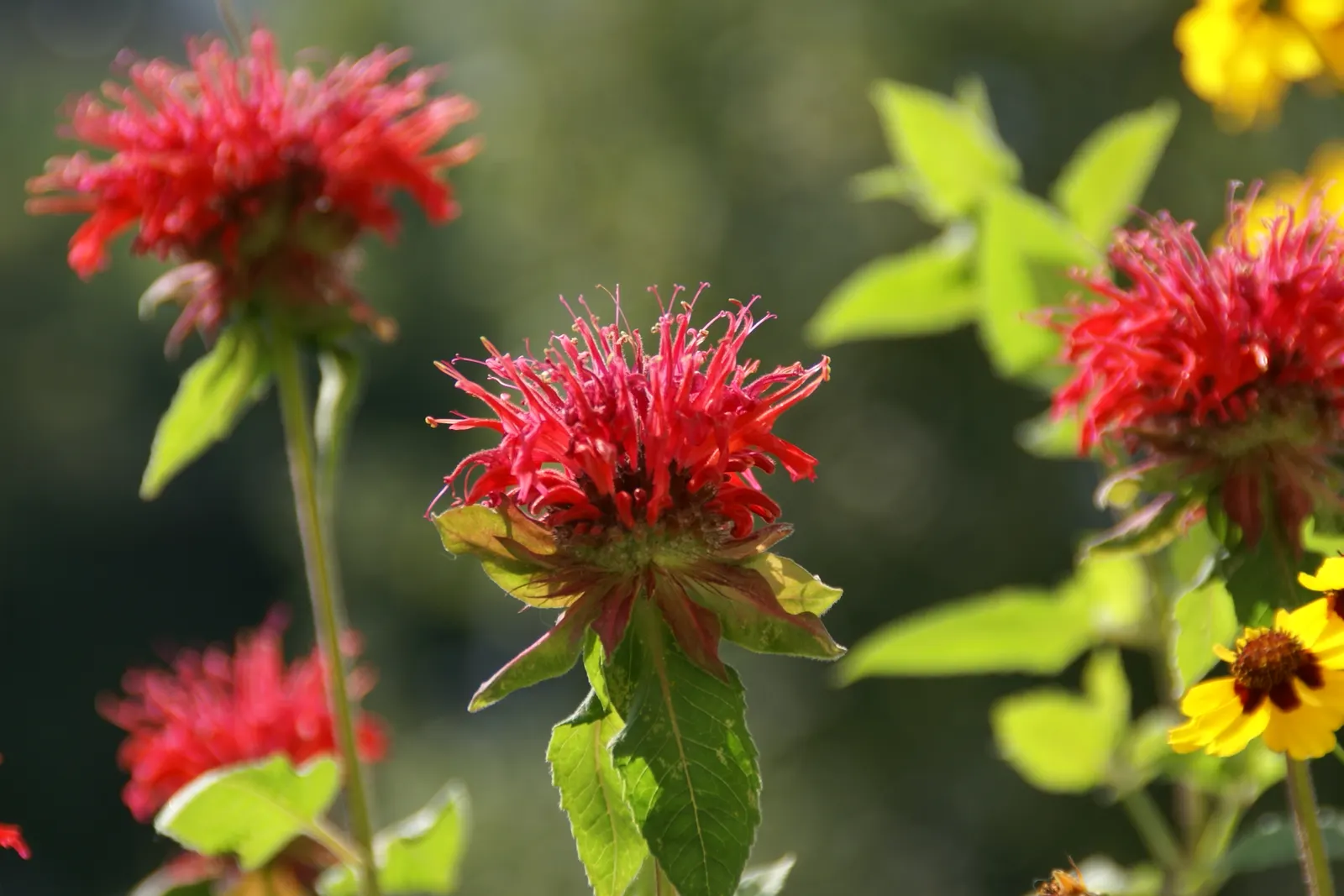 Bee Balm (Monarda Didyma) — is a perennial that boasts a vibrant display and is a favorite for pollinators; a common issue with this, image 48