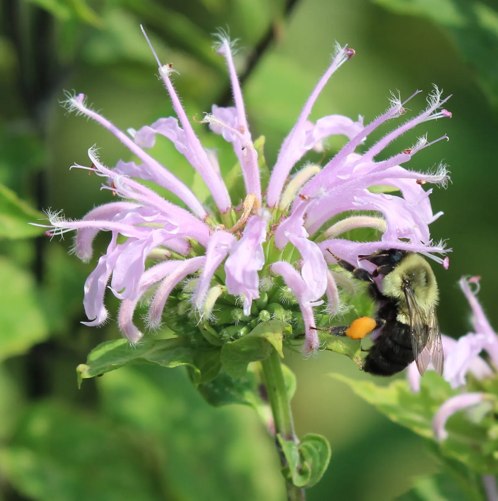 Bee Balm (Monarda Didyma) — showcasing tubular red flowers that attract pollinators; red flowers in the garden, image 43