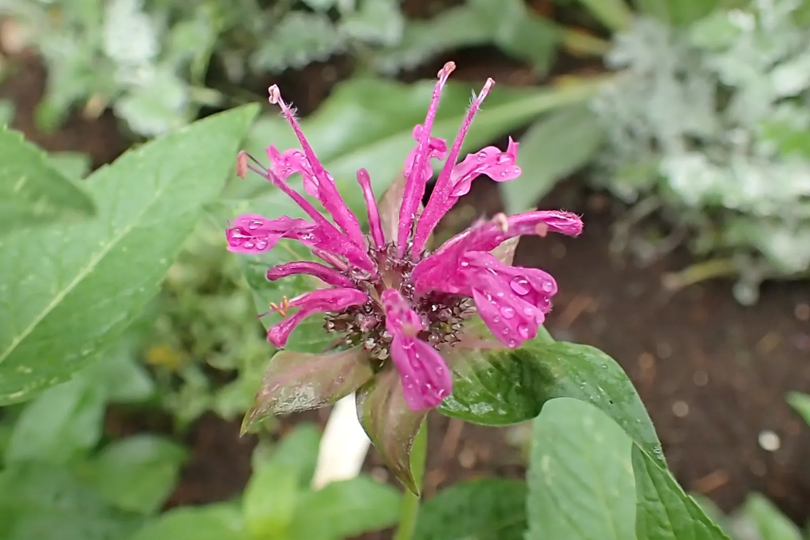 Bee Balm (Monarda Didyma) — Hardy in Zones 4-9, Bee Balm resists deer but may attract mildew if not properly spaced; herb / perennial with red, image 106