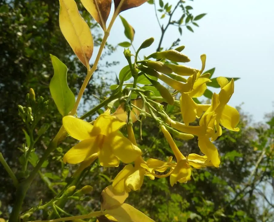 Italian Jasmine (Jasminum Humile) — <br><br>The Winter Jasmine features arching green branches