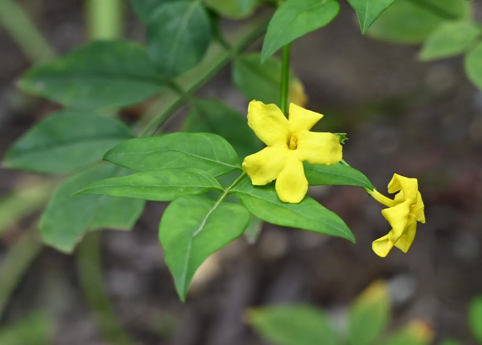 Italian Jasmine (Jasminum Humile) — This plant is particularly well-suited to slopes and retaining walls
