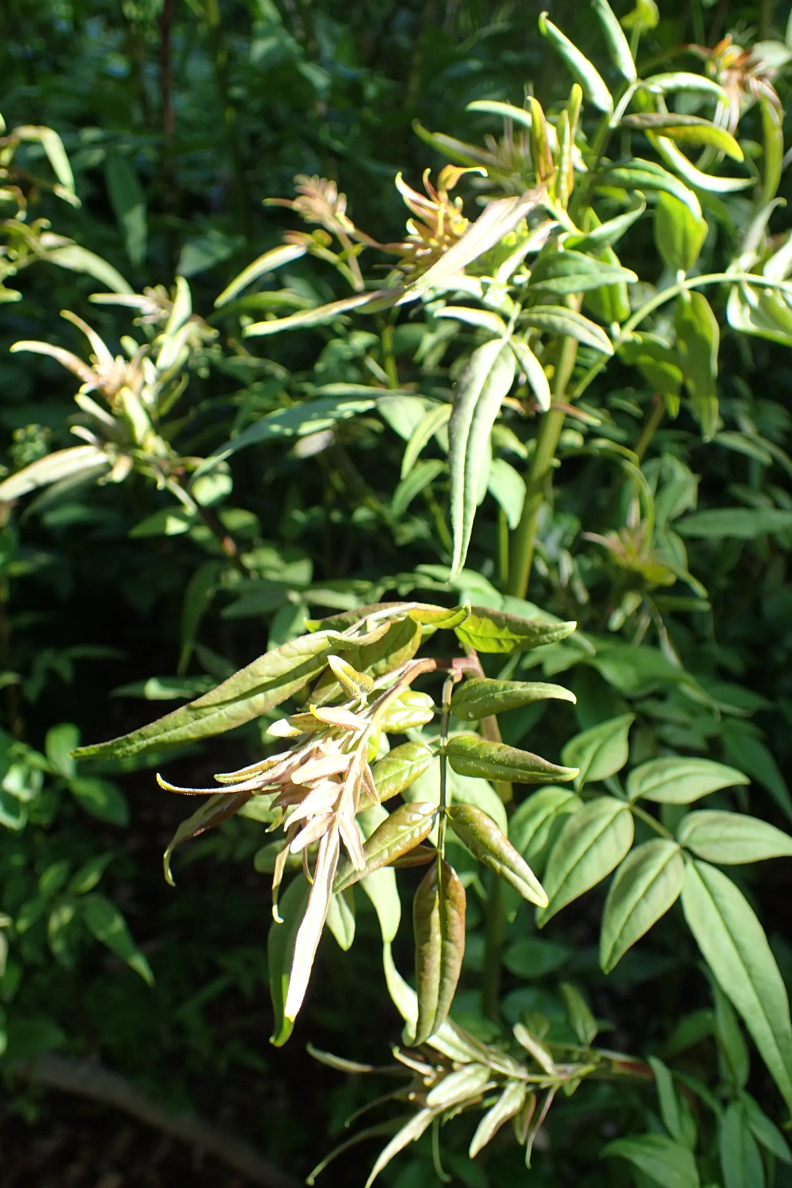 Italian Jasmine (Jasminum Humile) — just annual pruning after flowering to maintain its shape and promote bushier growth
