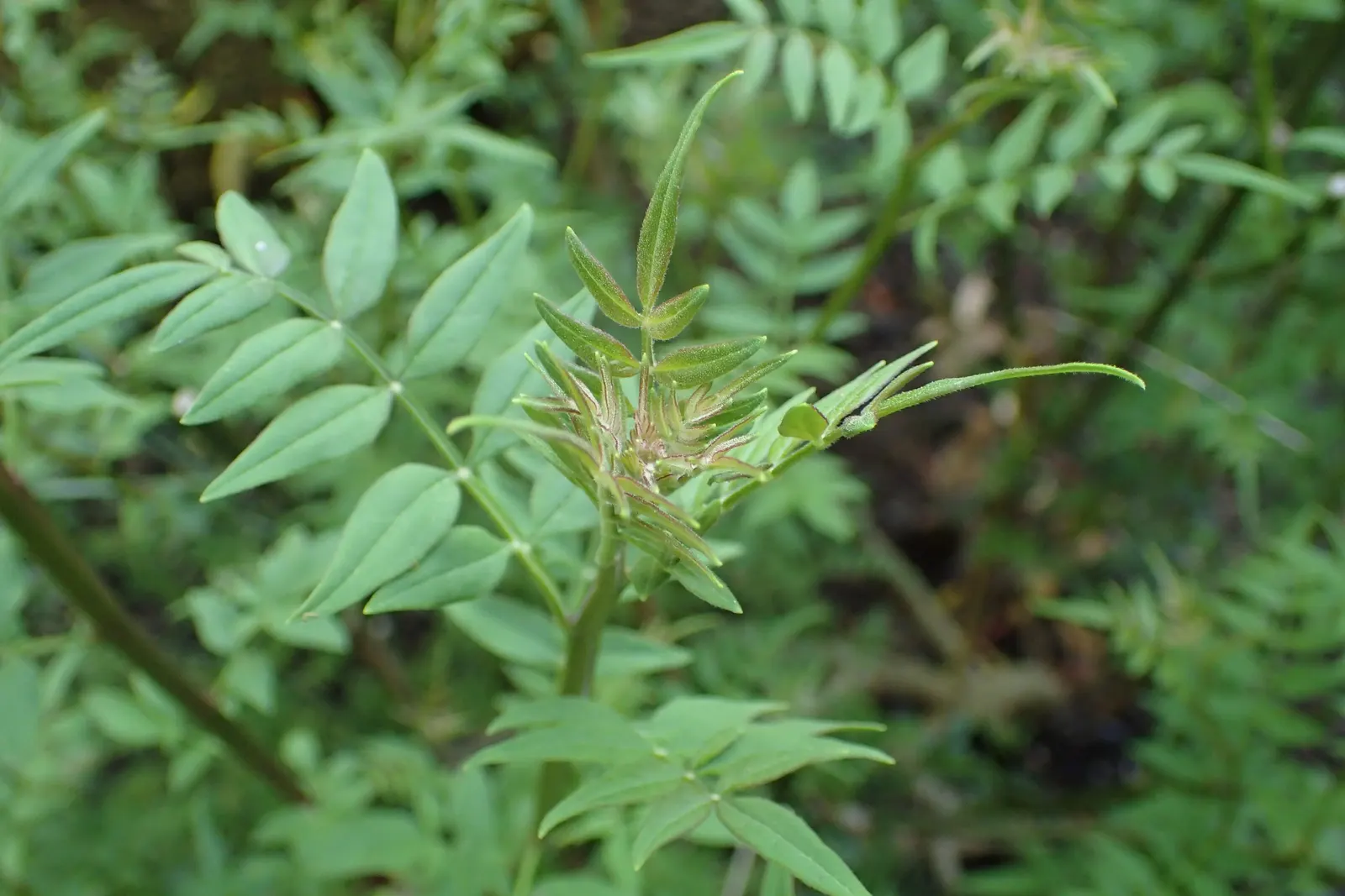 Italian Jasmine (Jasminum Humile) — though it prefers well-drained loam with a pH ranging from slightly acidic to slightly alkaline