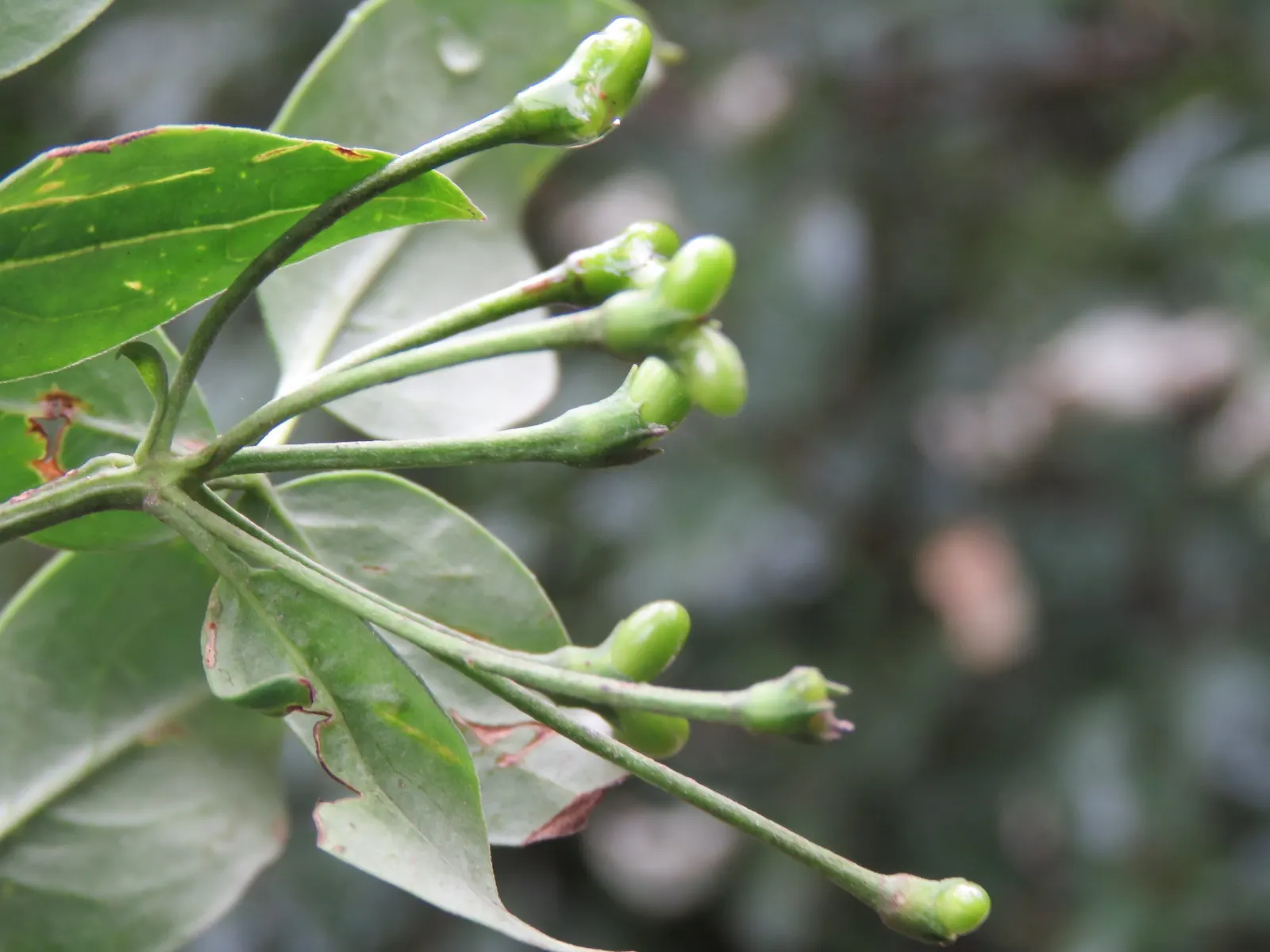 Italian Jasmine (Jasminum Humile) — Winter Jasmine (Jasminum humile)