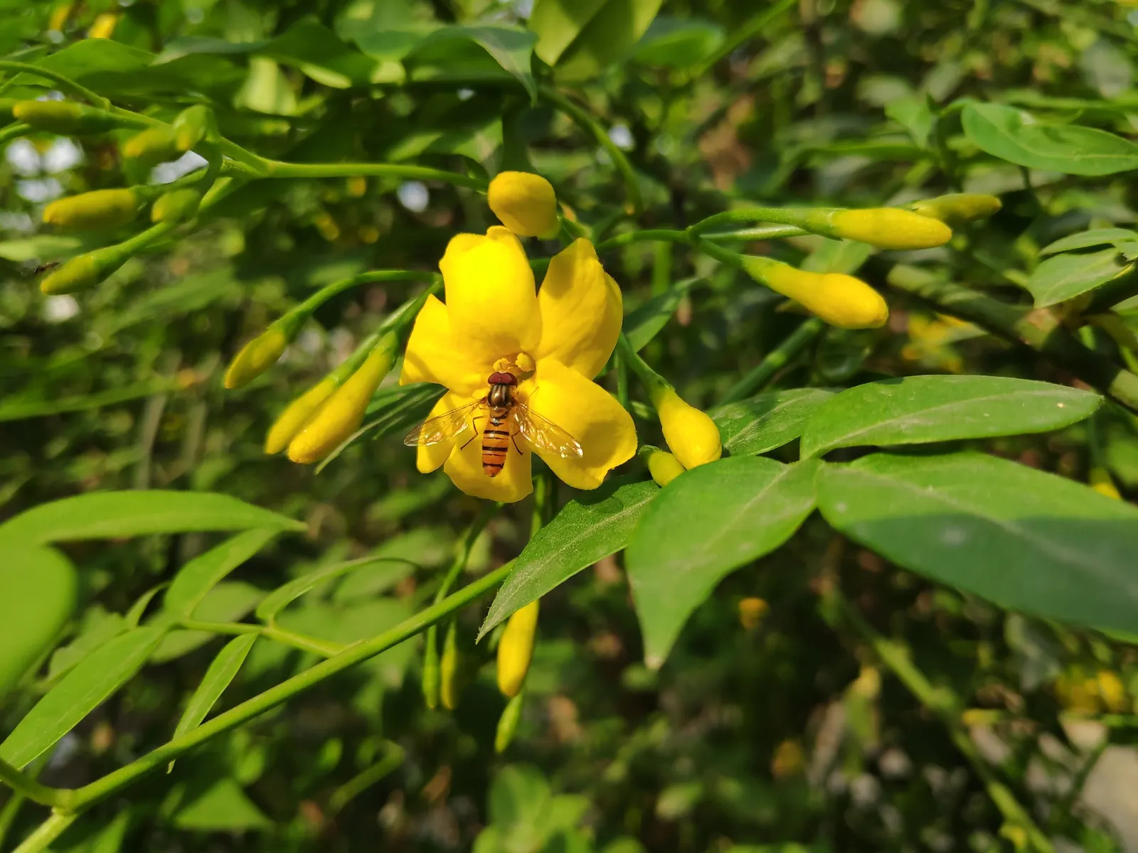 Italian Jasmine (Jasminum Humile) — Its versatility makes it a superb choice for a mass planting or as a standout specimen in the garden