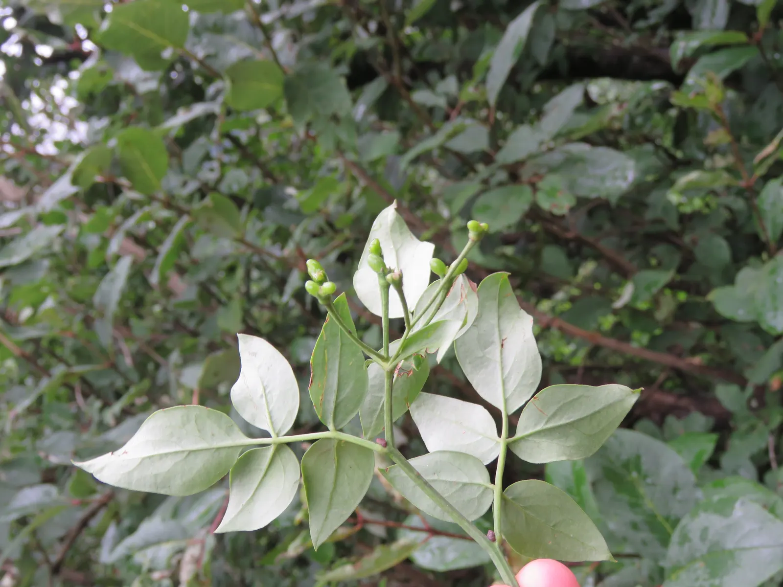 Italian Jasmine (Jasminum Humile) — yellow flowers in the garden