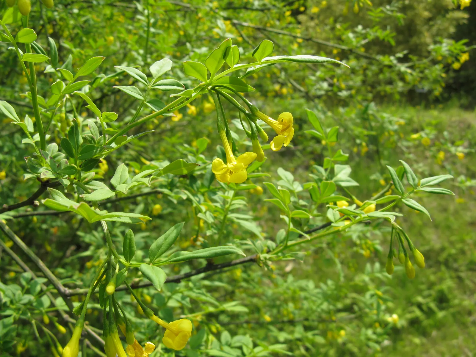 Italian Jasmine (Jasminum Humile) — capable of adding both structure and vibrant color during the colder months