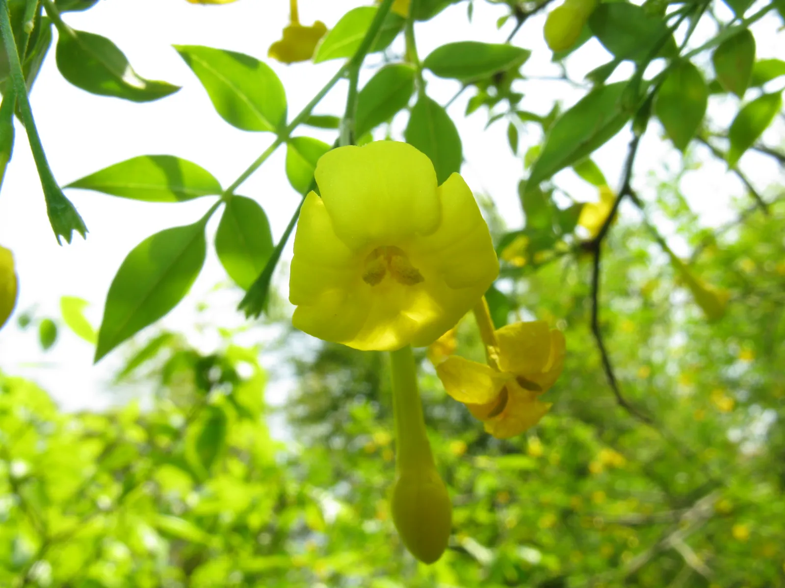 Italian Jasmine (Jasminum Humile) — Hardy in zones 7-10, this plant thrives in full sun to part shade and requires well-drained soil; shrub with yellow blooms