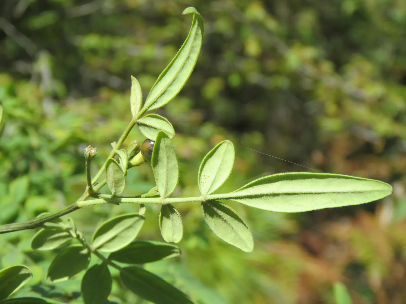Italian Jasmine (Jasminum Humile) — shrub for full or half