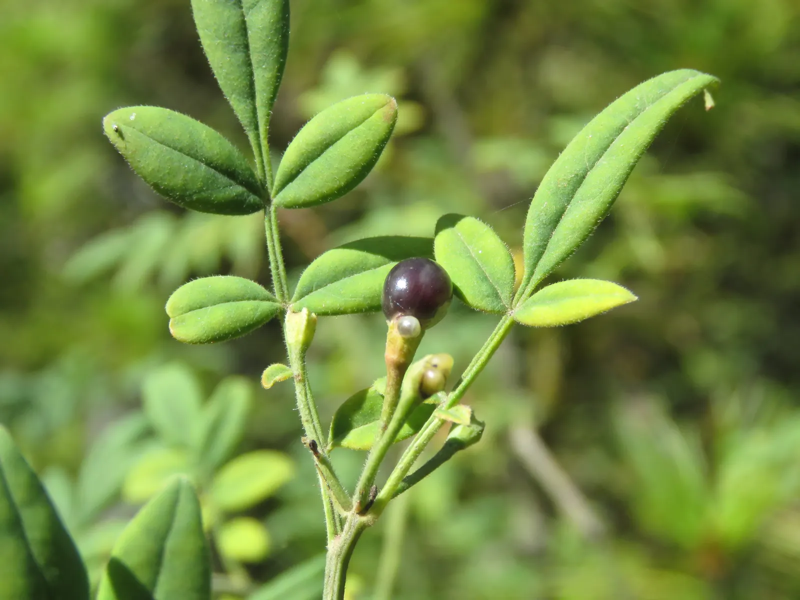 Italian Jasmine (Jasminum Humile) — Originating from western China