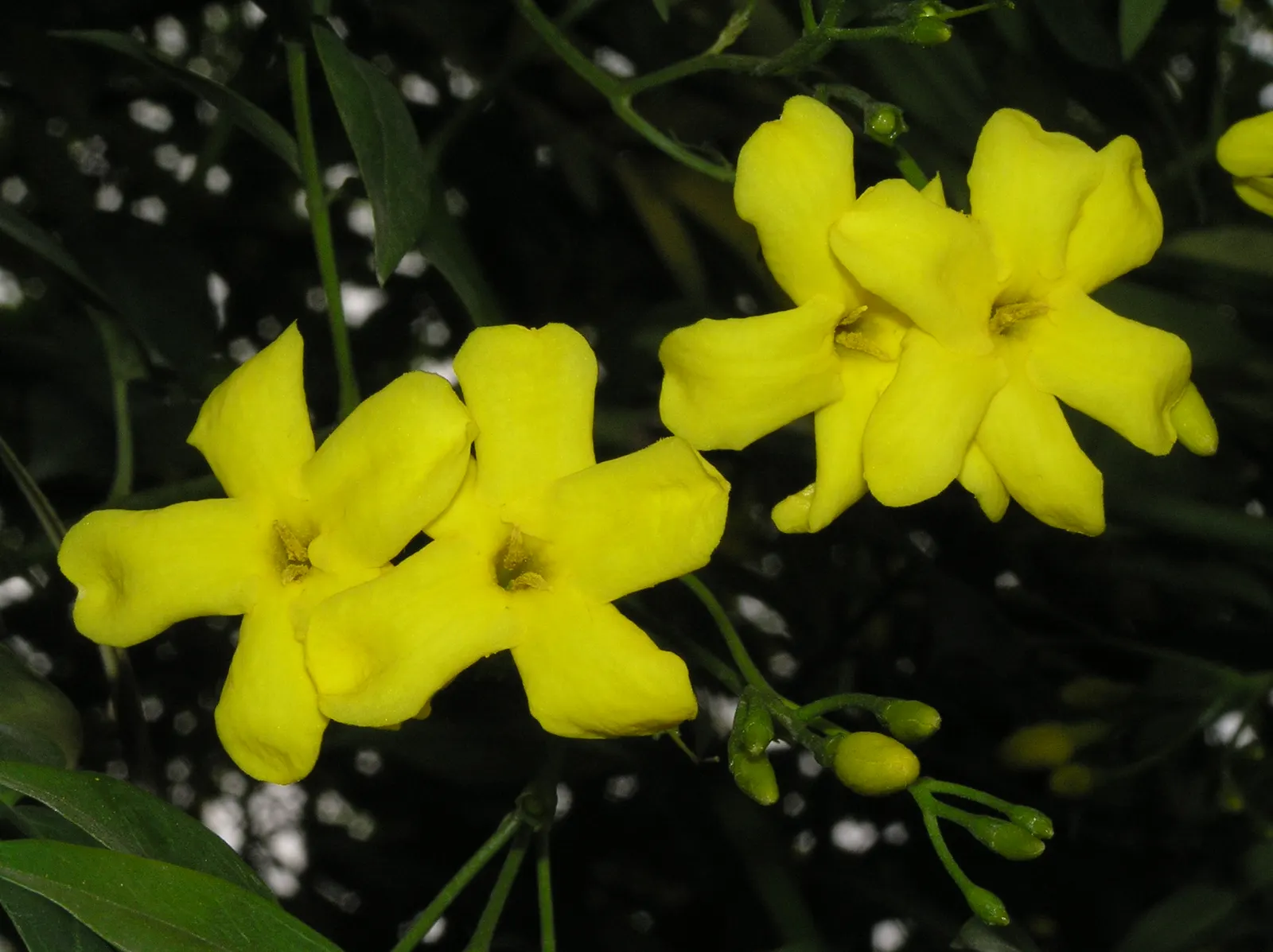 Italian Jasmine (Jasminum Humile) — These mildly fragrant blossoms make their appearance in late winter to early spring