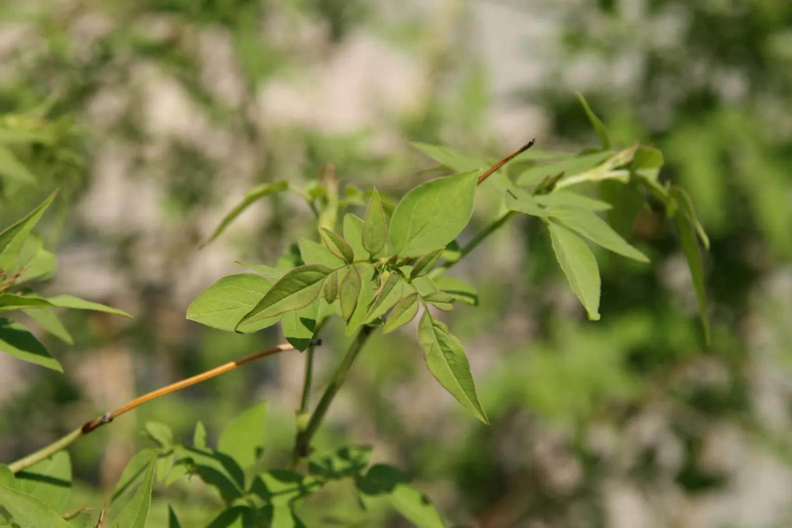Italian Jasmine (Jasminum Humile) — it's well-adapted to USDA hardiness zones 6 through 9