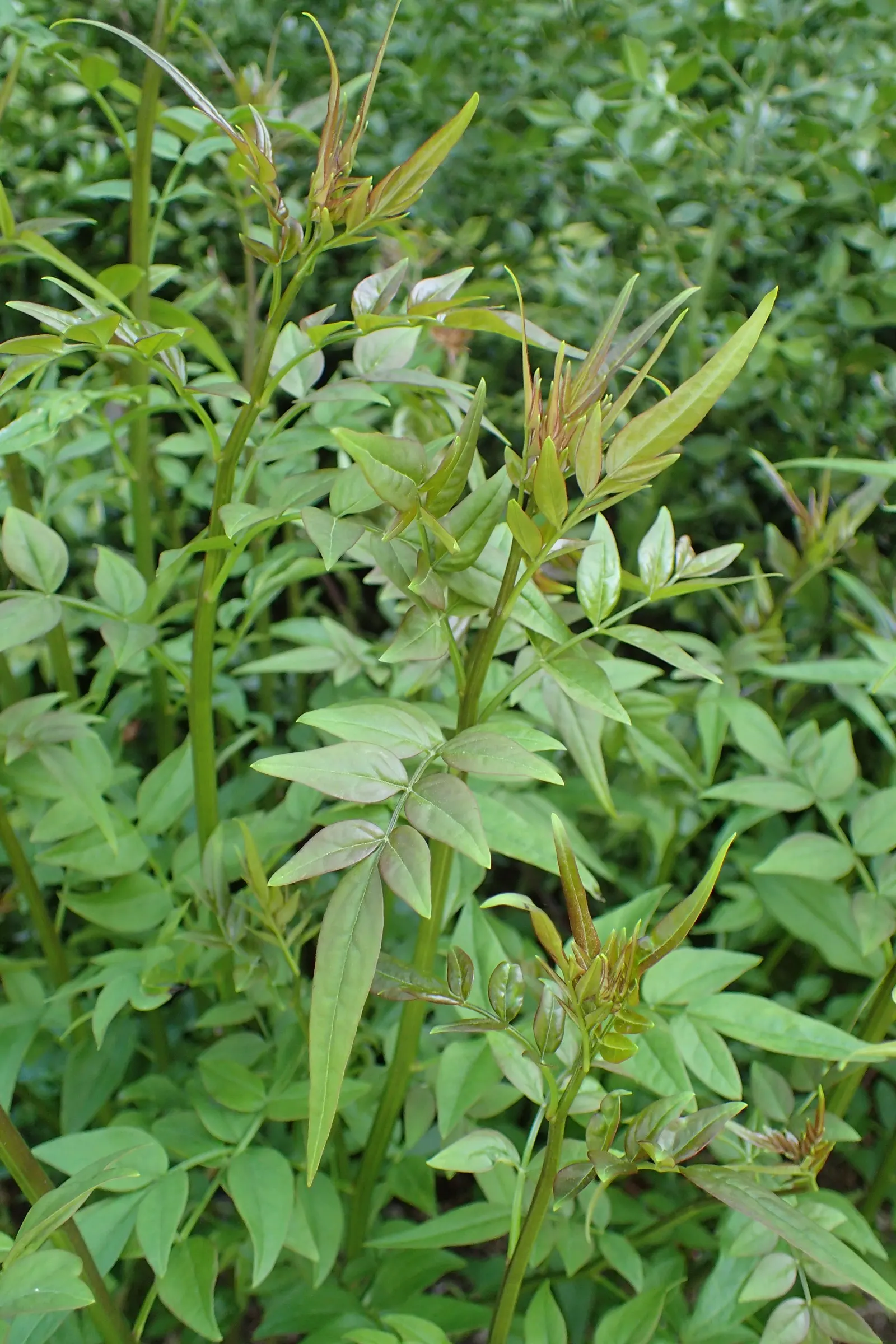 Italian Jasmine (Jasminum Humile) — Versatile, it can be used for bank stabilization or as an informal hedge