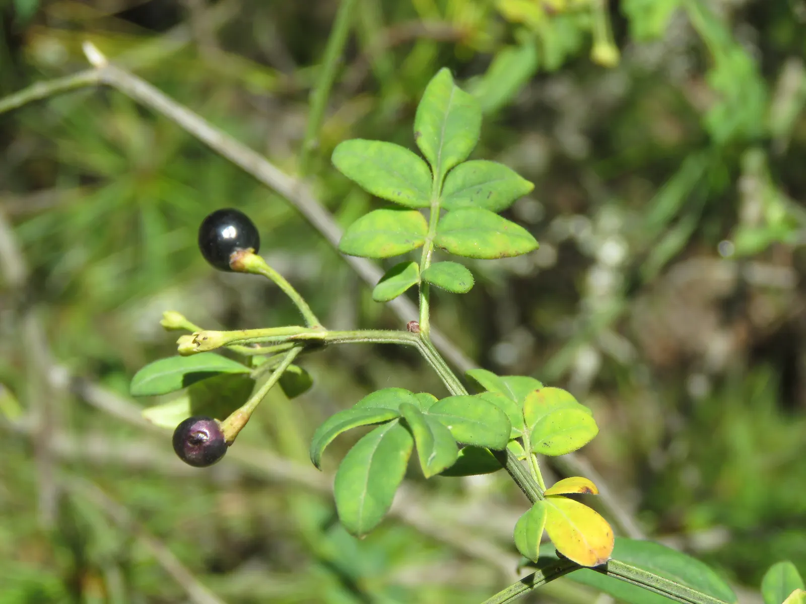 Italian Jasmine (Jasminum Humile) — ensuring it can thrive in many temperate climates
