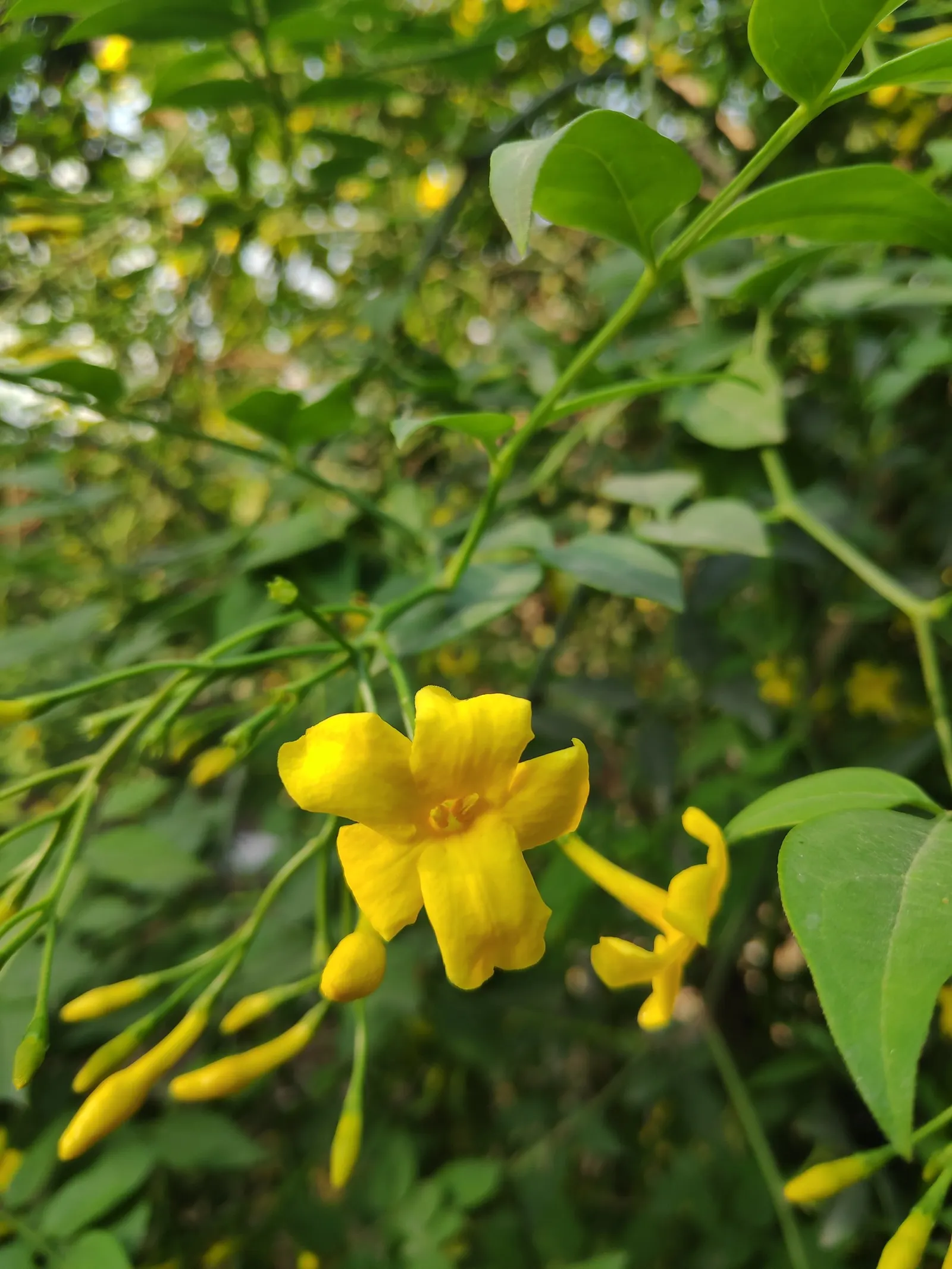 Italian Jasmine (Jasminum Humile) — Versatile, it can be used for bank stabilization or as an informal hedge; winter Jasmine (Jasminum humile)