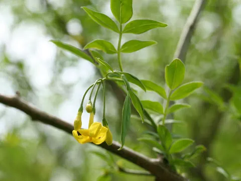 Italian Jasmine (Jasminum Humile) — offers a vibrant splash of color in the often-drab winter landscape; winter Jasmine requires minimal care once established