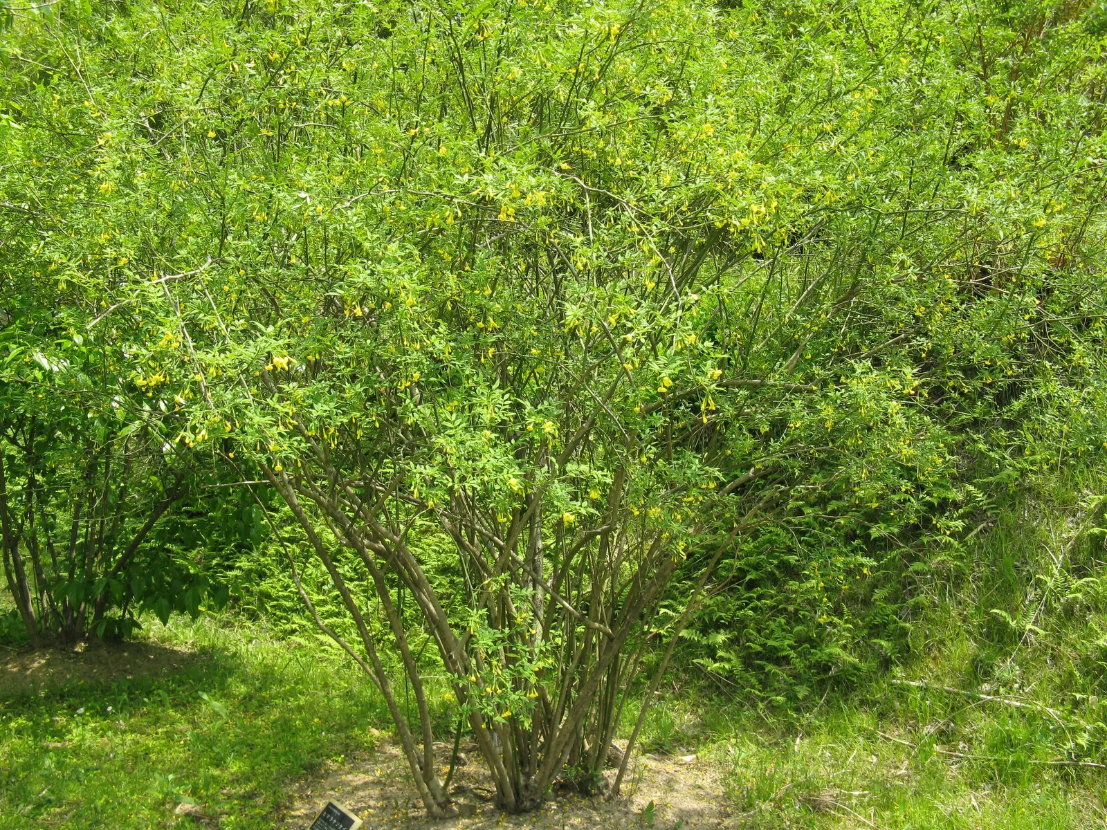 Italian Jasmine (Jasminum Humile) — often before the foliage emerges