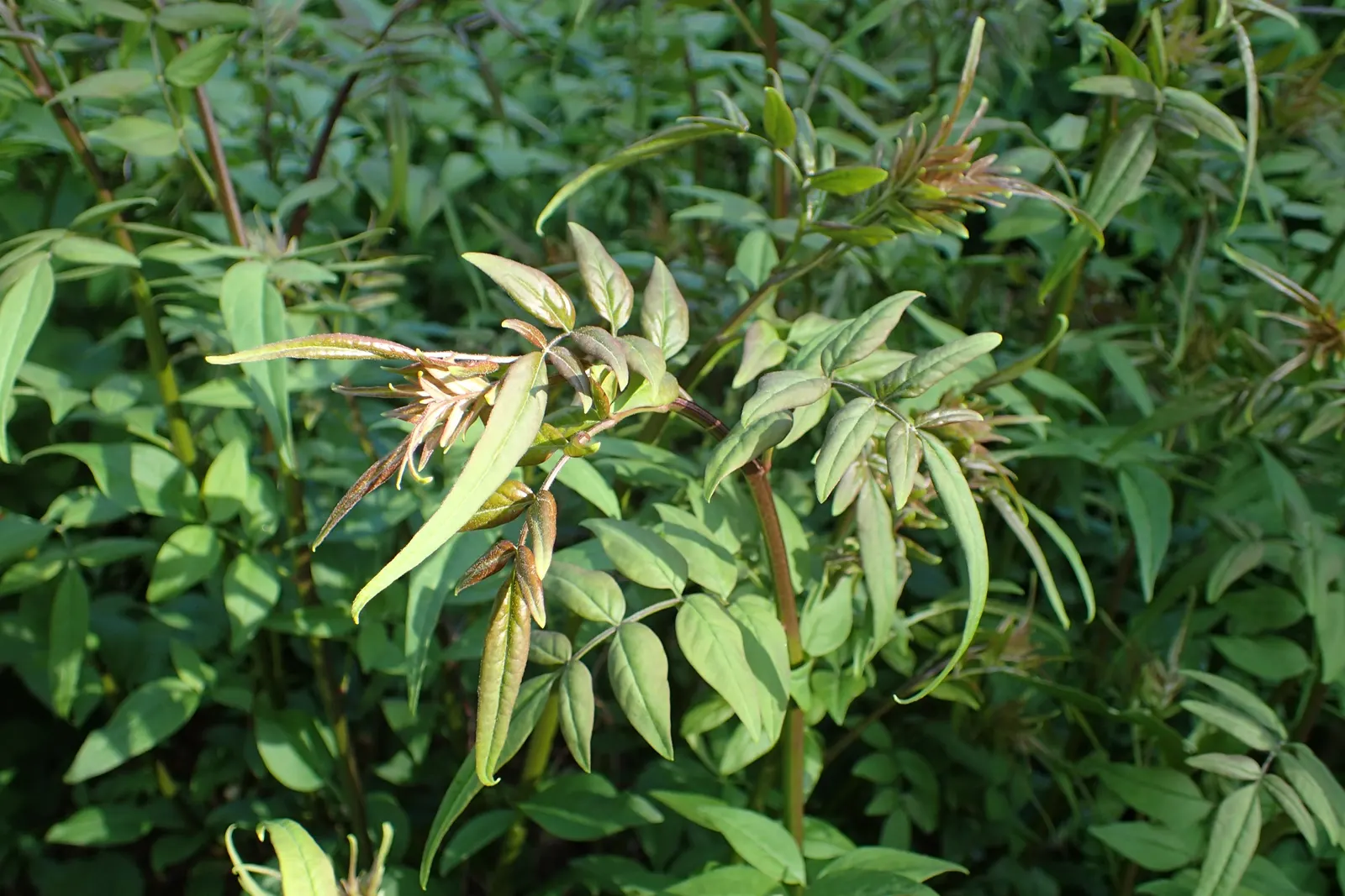 Italian Jasmine (Jasminum Humile) — Hardy in zones 7-10, this plant thrives in full sun to part shade and requires well-drained soil