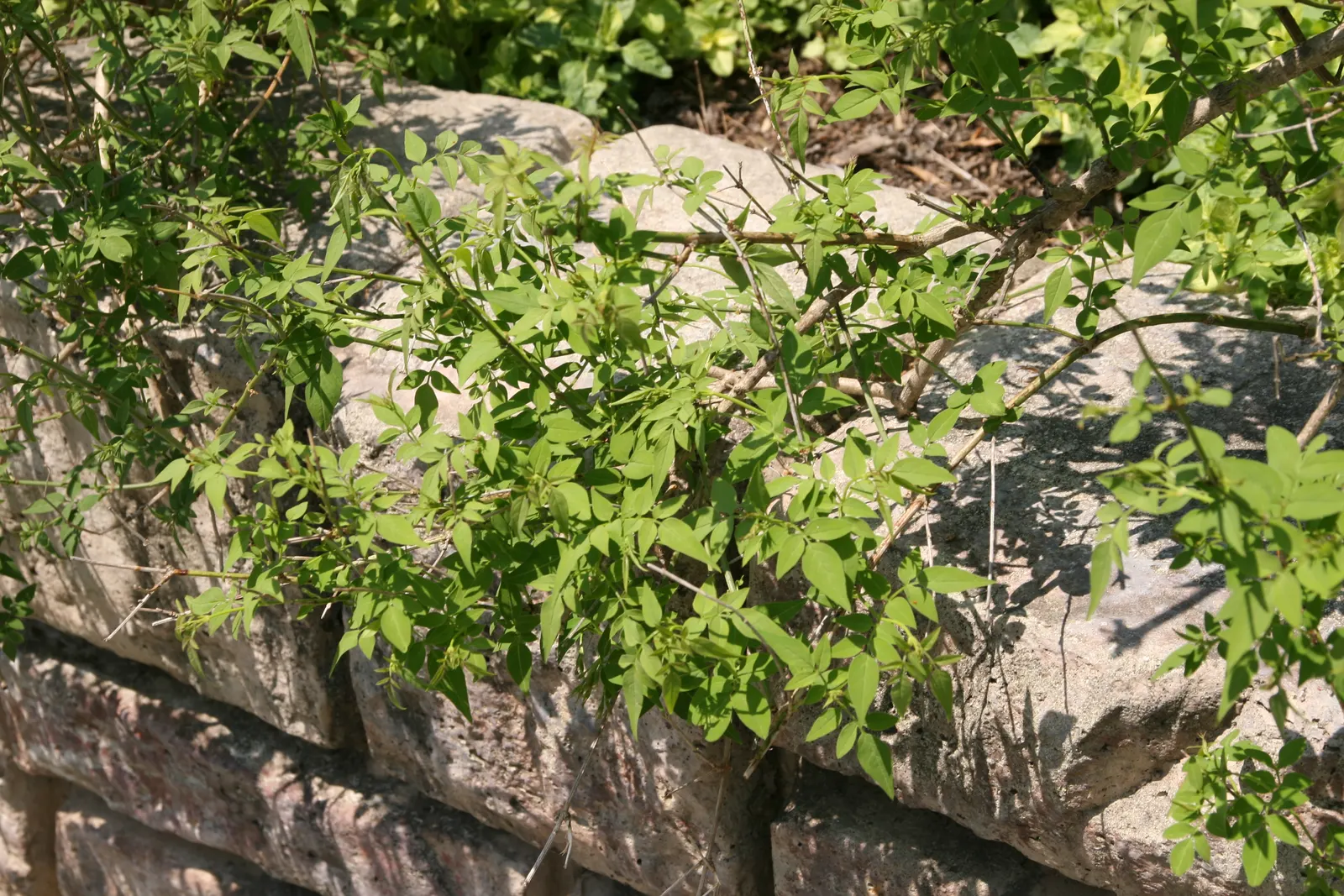 Italian Jasmine (Jasminum Humile) — offers a vibrant splash of color in the often-drab winter landscape