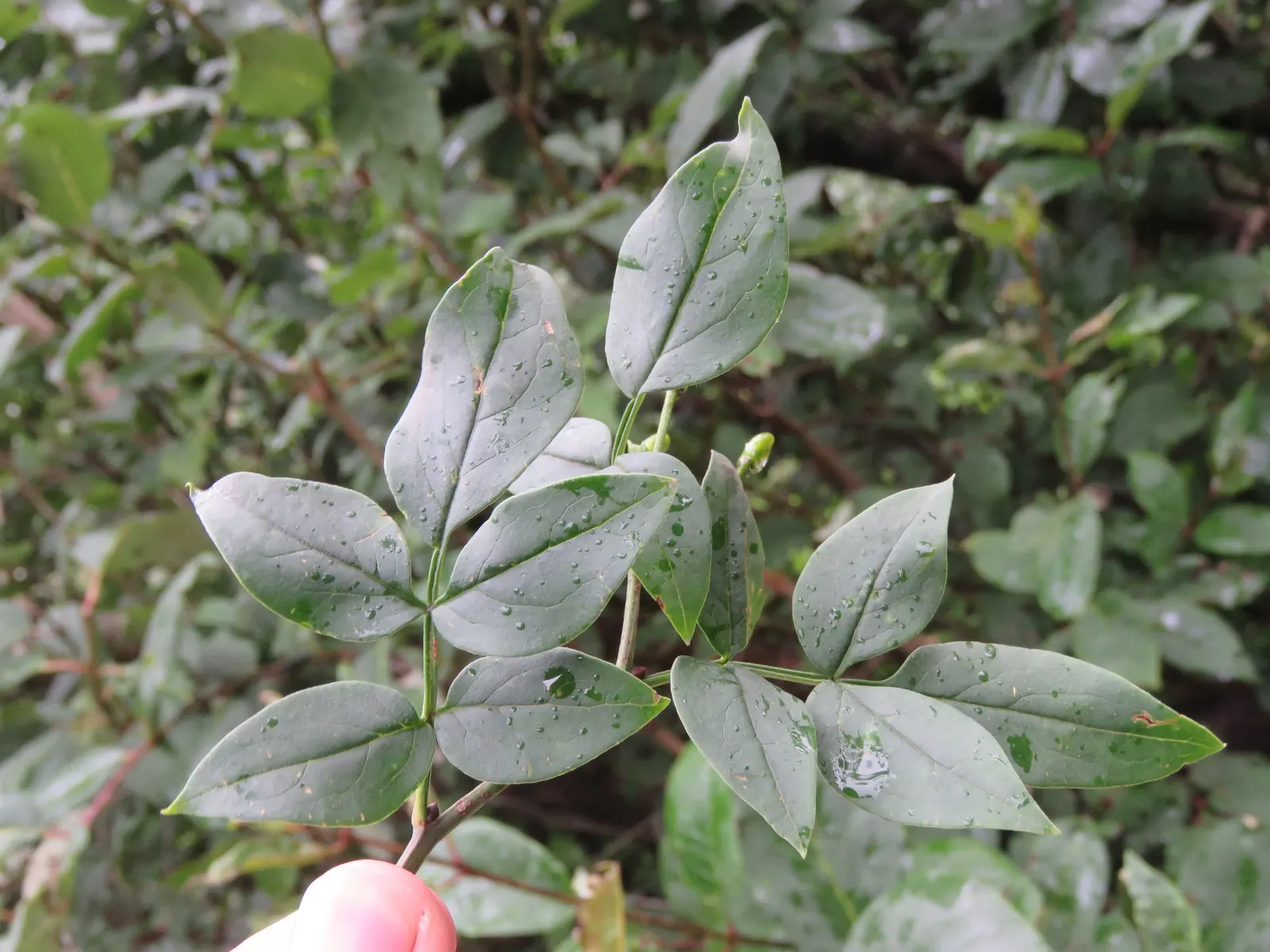 Italian Jasmine (Jasminum Humile) — it's well-adapted to USDA hardiness zones 6 through 9; originating from western China