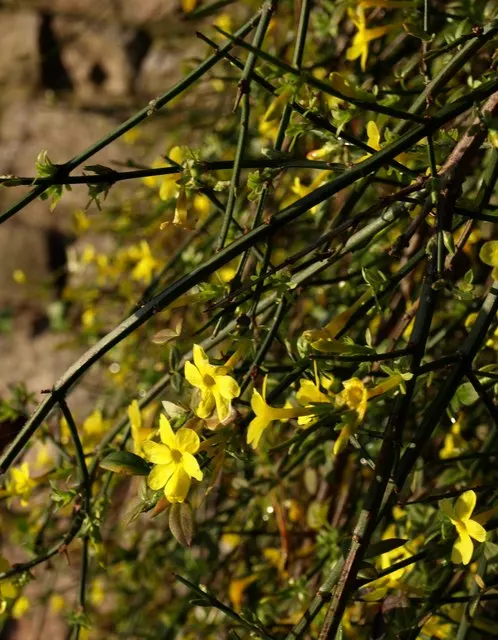 Italian Jasmine (Jasminum Humile) — <br><br>The plant is tolerant of a variety of soil types