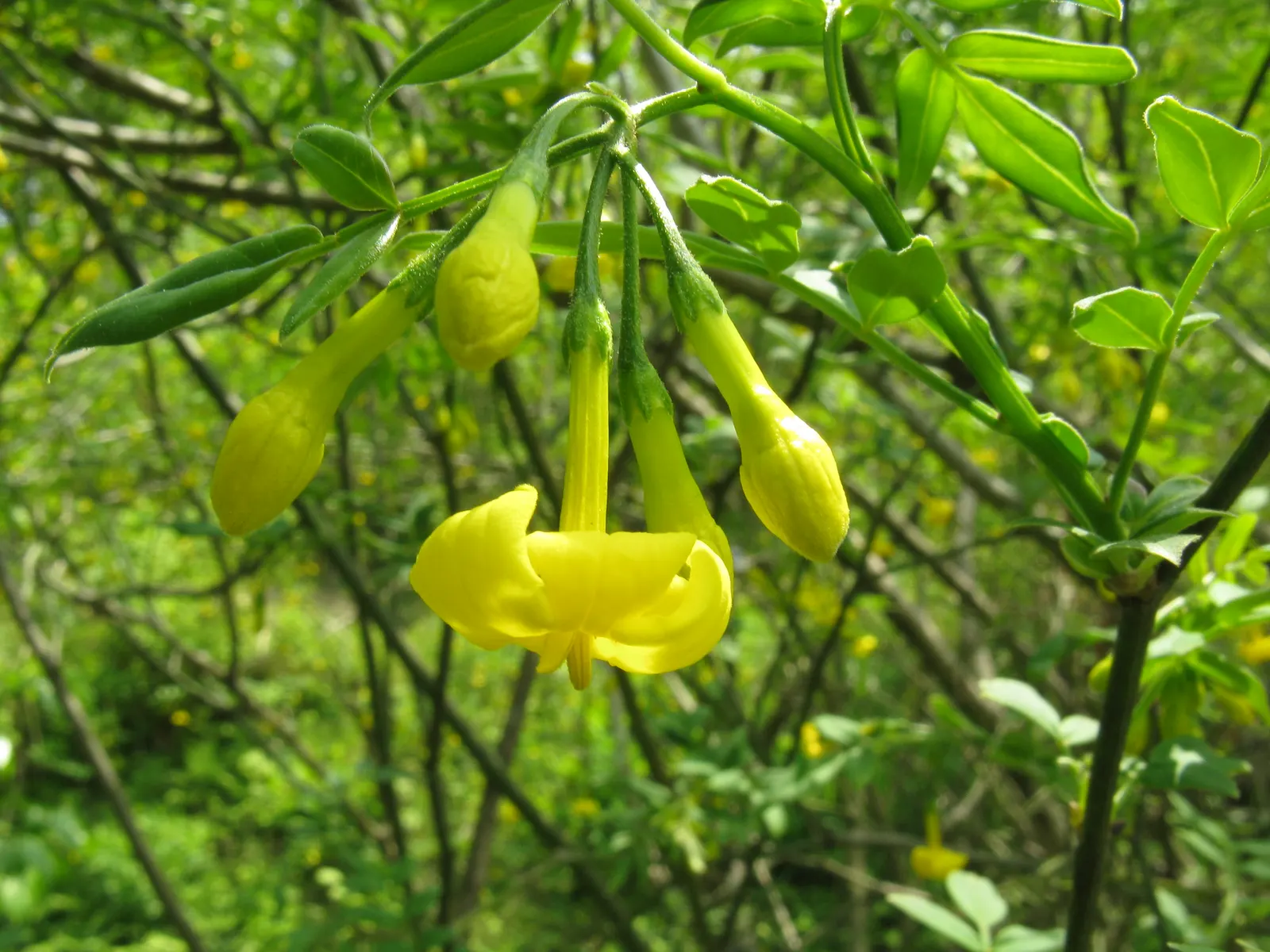 Italian Jasmine (Jasminum Humile) — Winter Jasmine (Jasminum humile) is a deciduous shrub; hardy in zones 7-10, this plant thrives in full sun to part shade