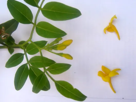 Italian Jasmine (Jasminum Humile) — Winter Jasmine (Jasminum humile) is a deciduous shrub