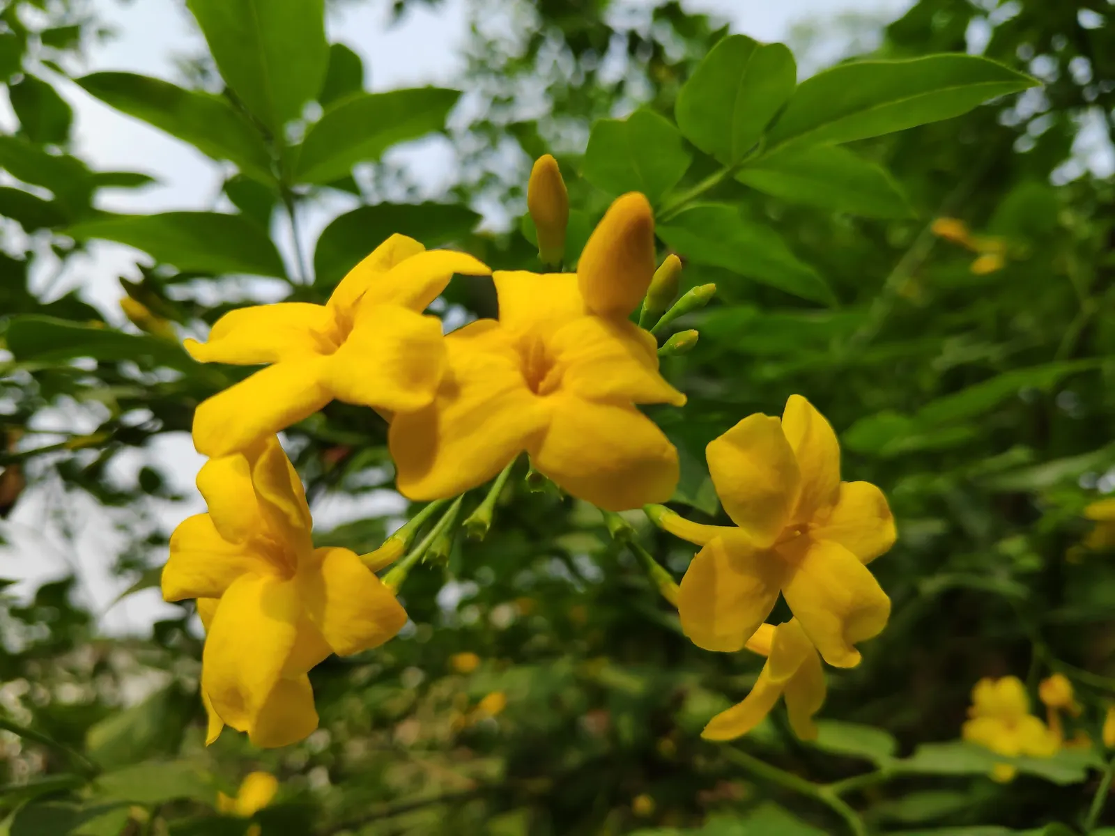 Italian Jasmine (Jasminum Humile) — Originating from western China; winter Jasmine (Jasminum humile) is a deciduous shrub
