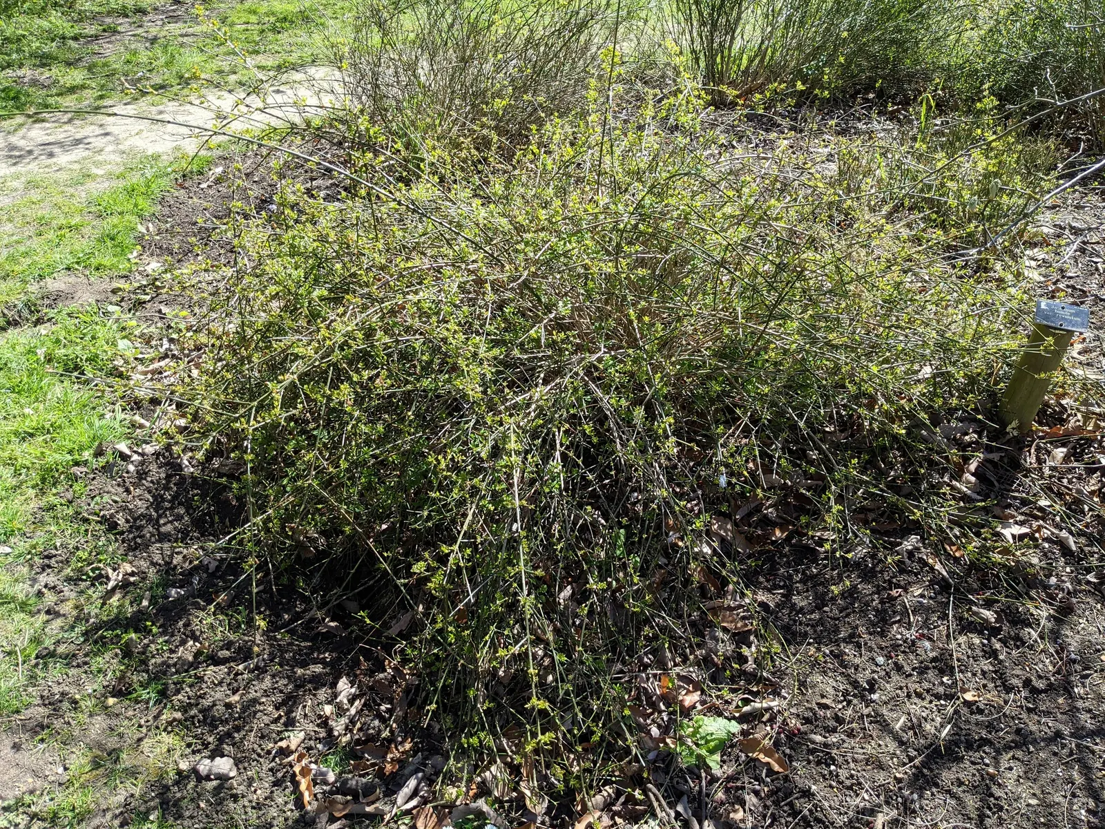 Italian Jasmine (Jasminum Humile) — shrub with yellow blooms