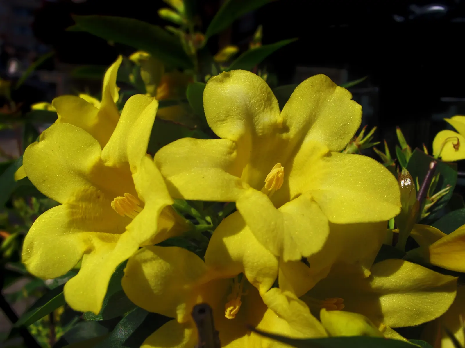 Italian Jasmine (Jasminum Humile) — Winter Jasmine requires minimal care once established
