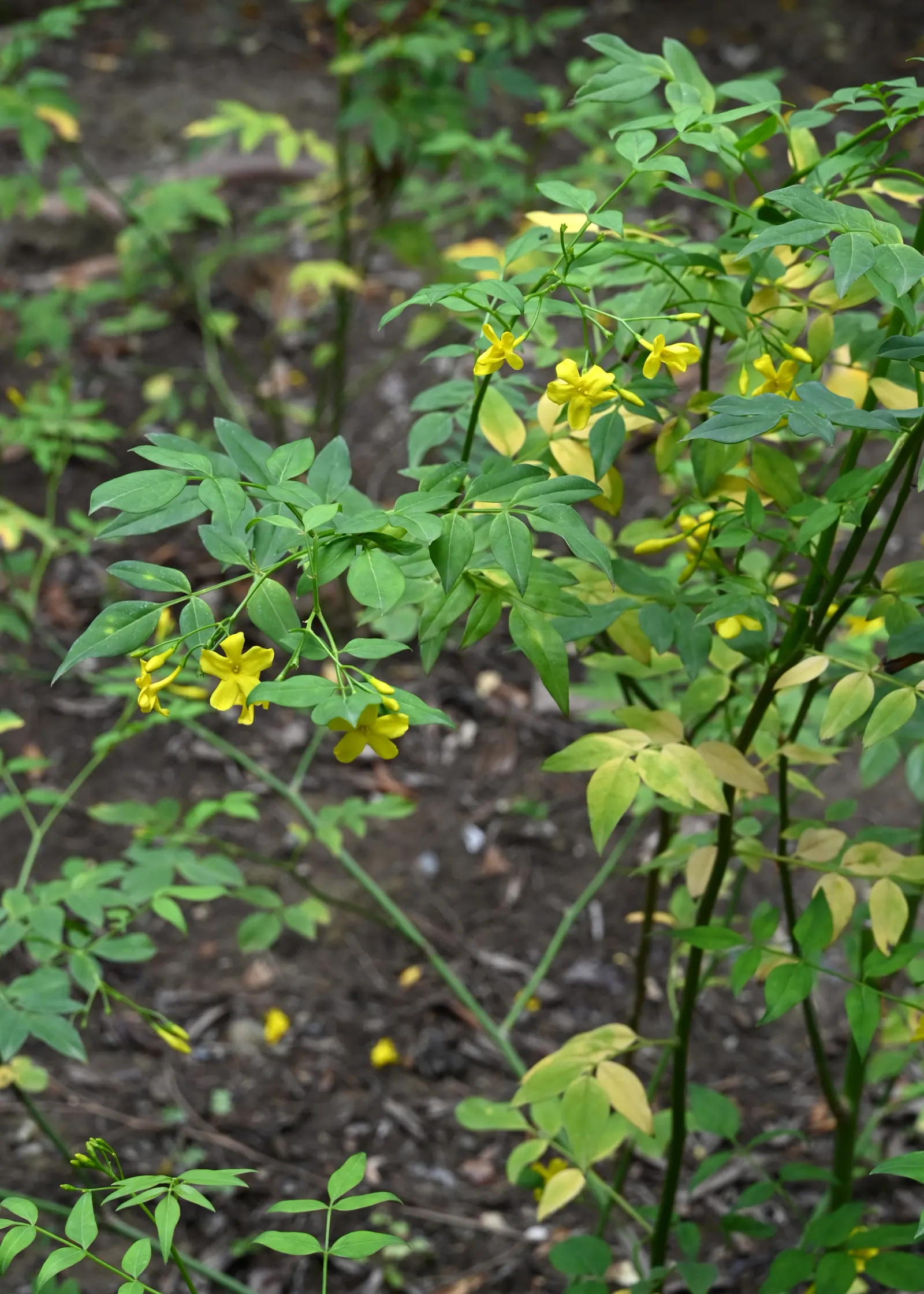 Italian Jasmine (Jasminum Humile) — Mature size reaches about 4-7 feet high with a similar spread