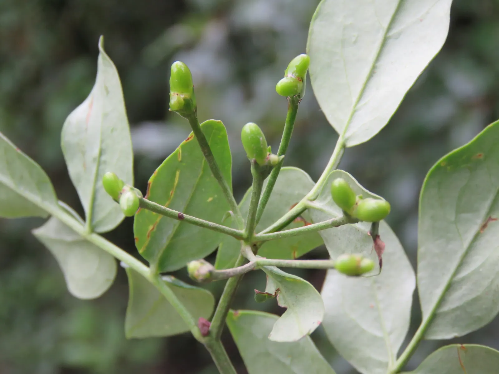 Italian Jasmine (Jasminum Humile) — Mature size reaches about 4-7 feet high with a similar spread; though it prefers well-drained loam with a pH ranging from